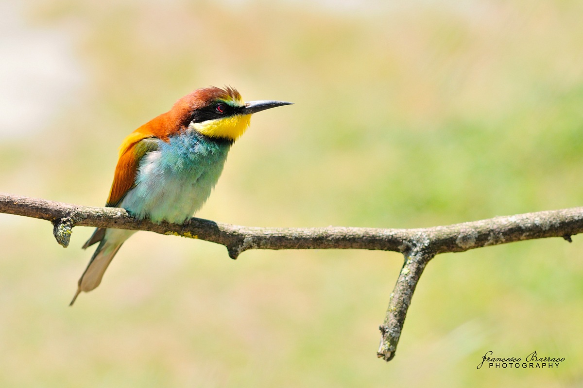 Bee-eater