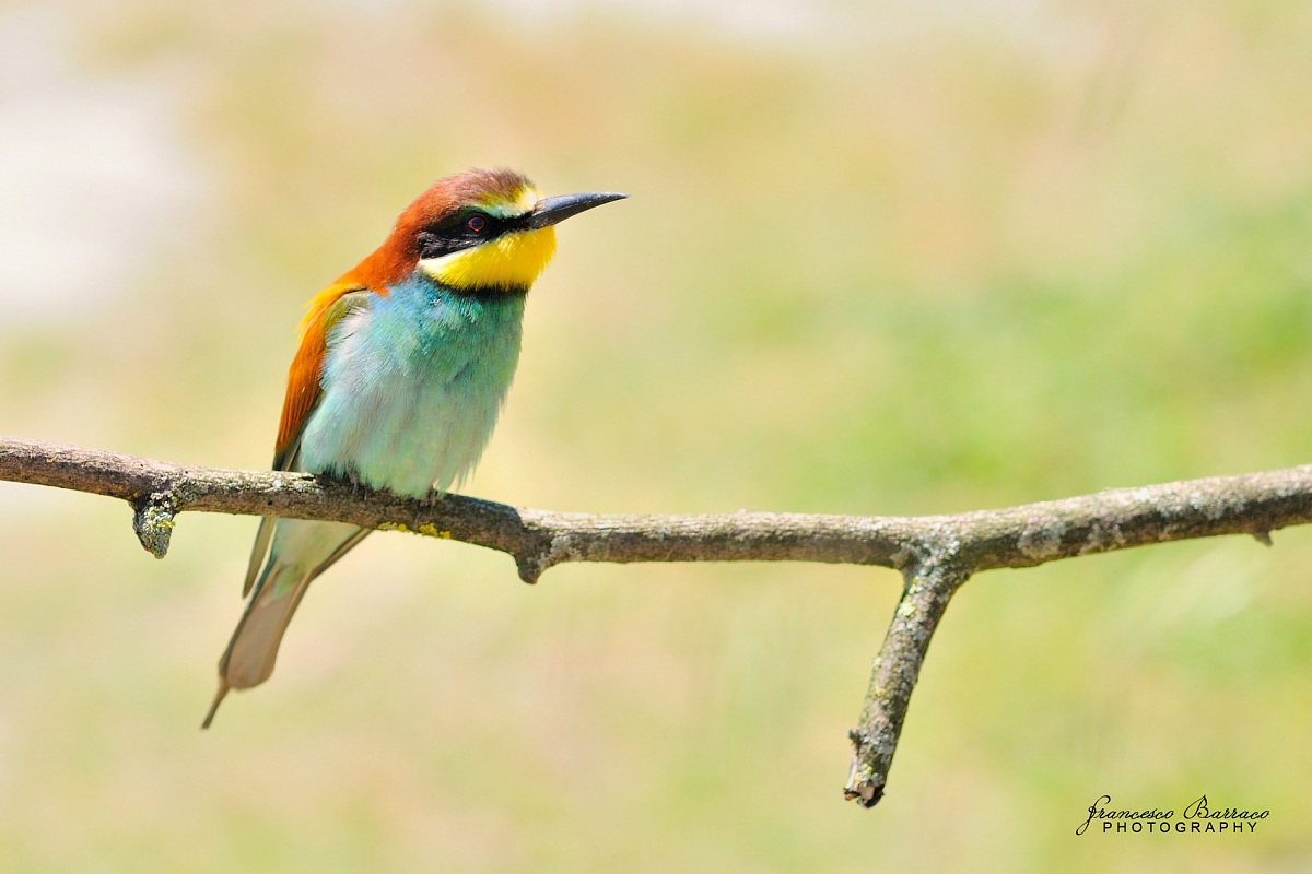 Bee-eater