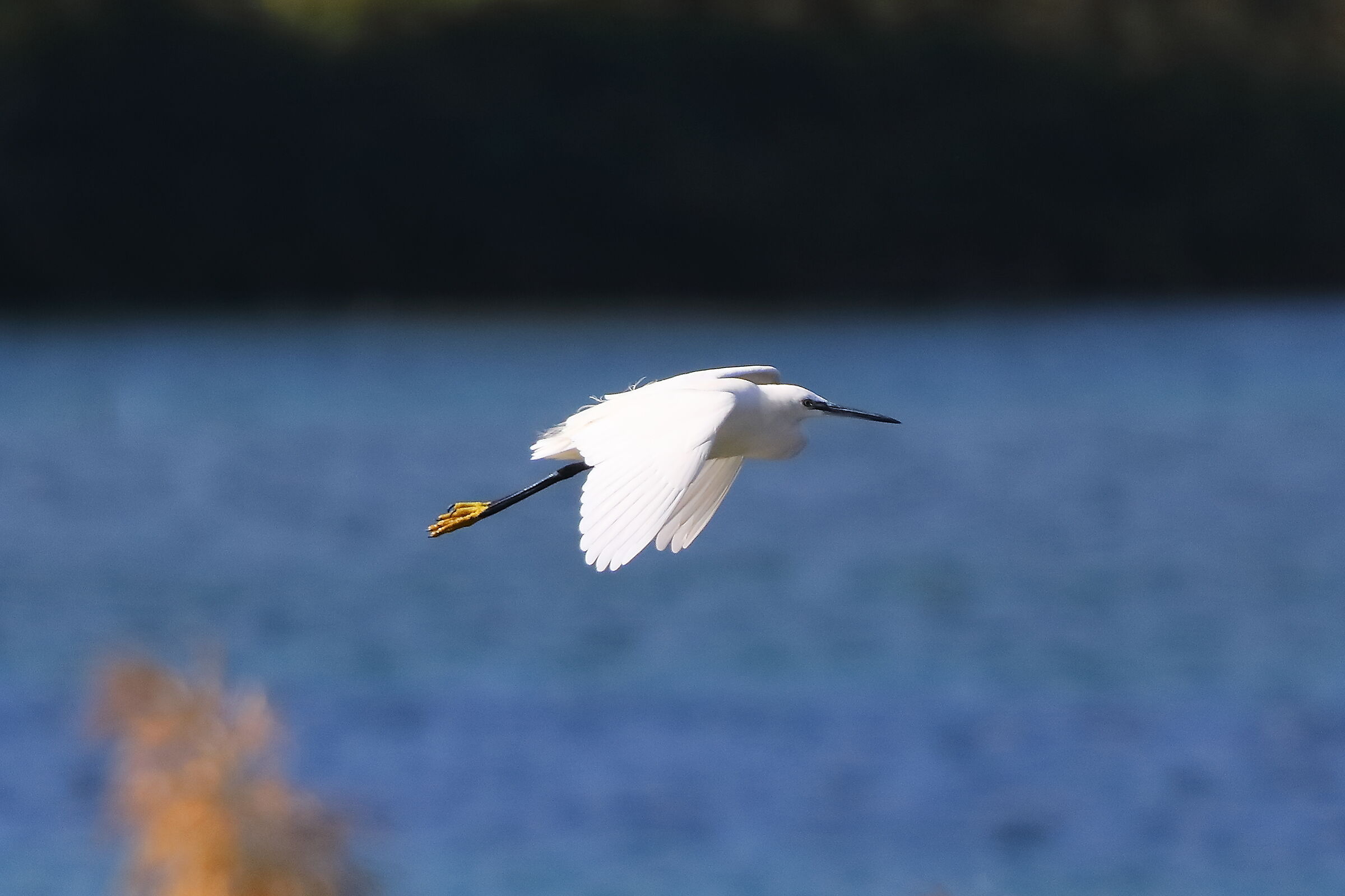 Egret 08-10-2023