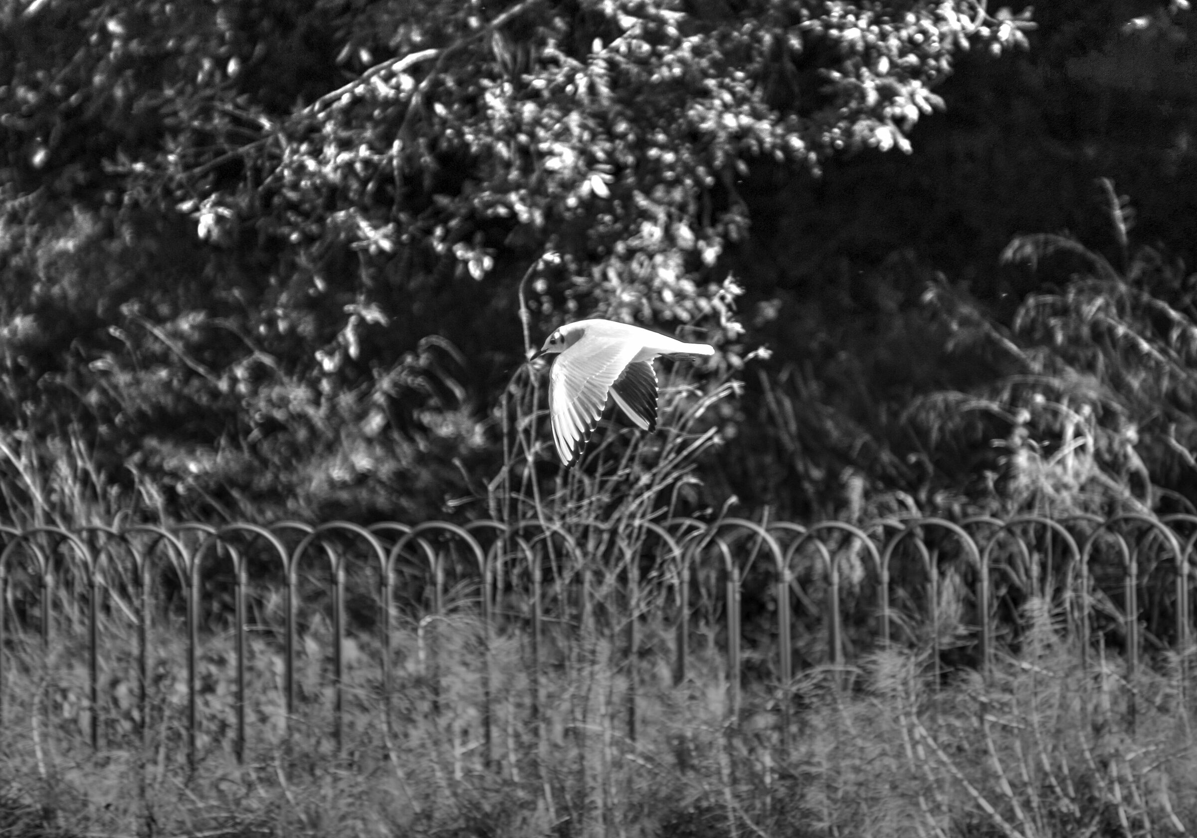 Gabbianella in volo - pentax 135 2.5 - B&W in macchina