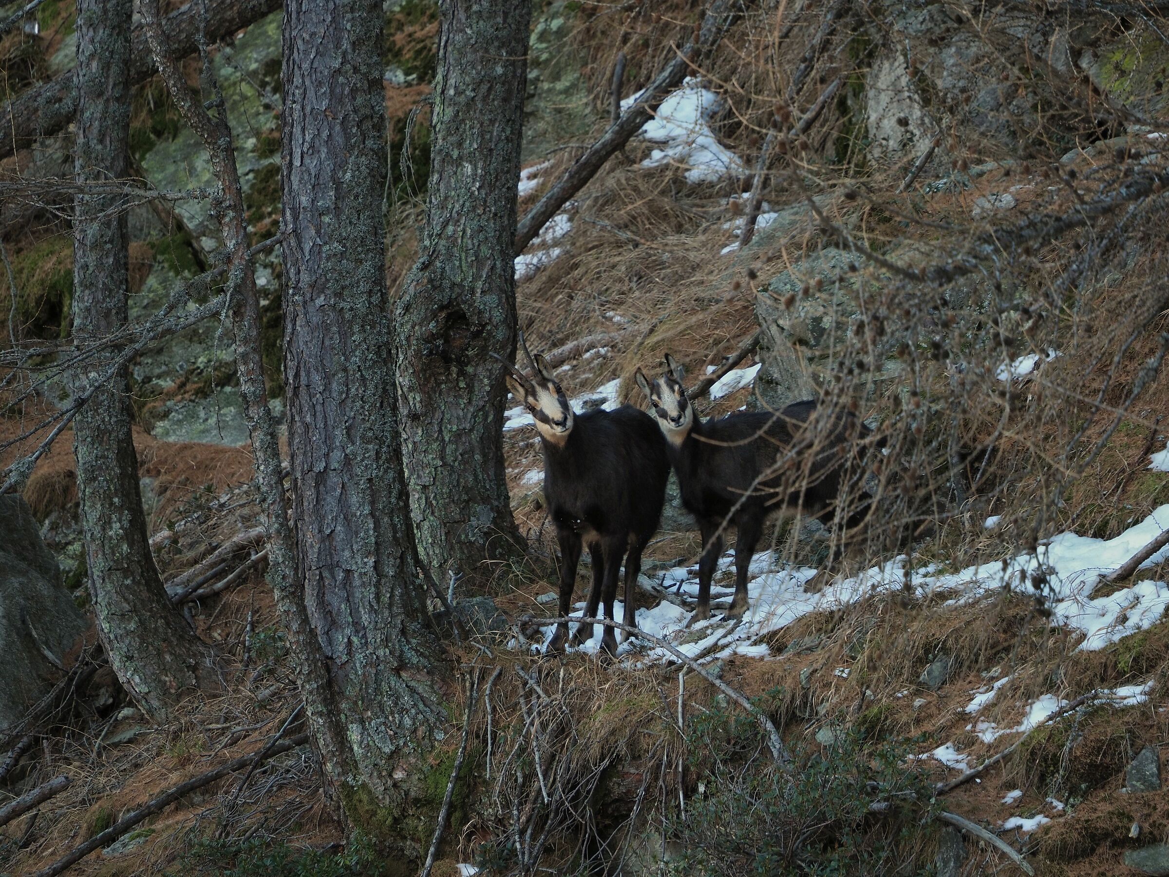Chamois