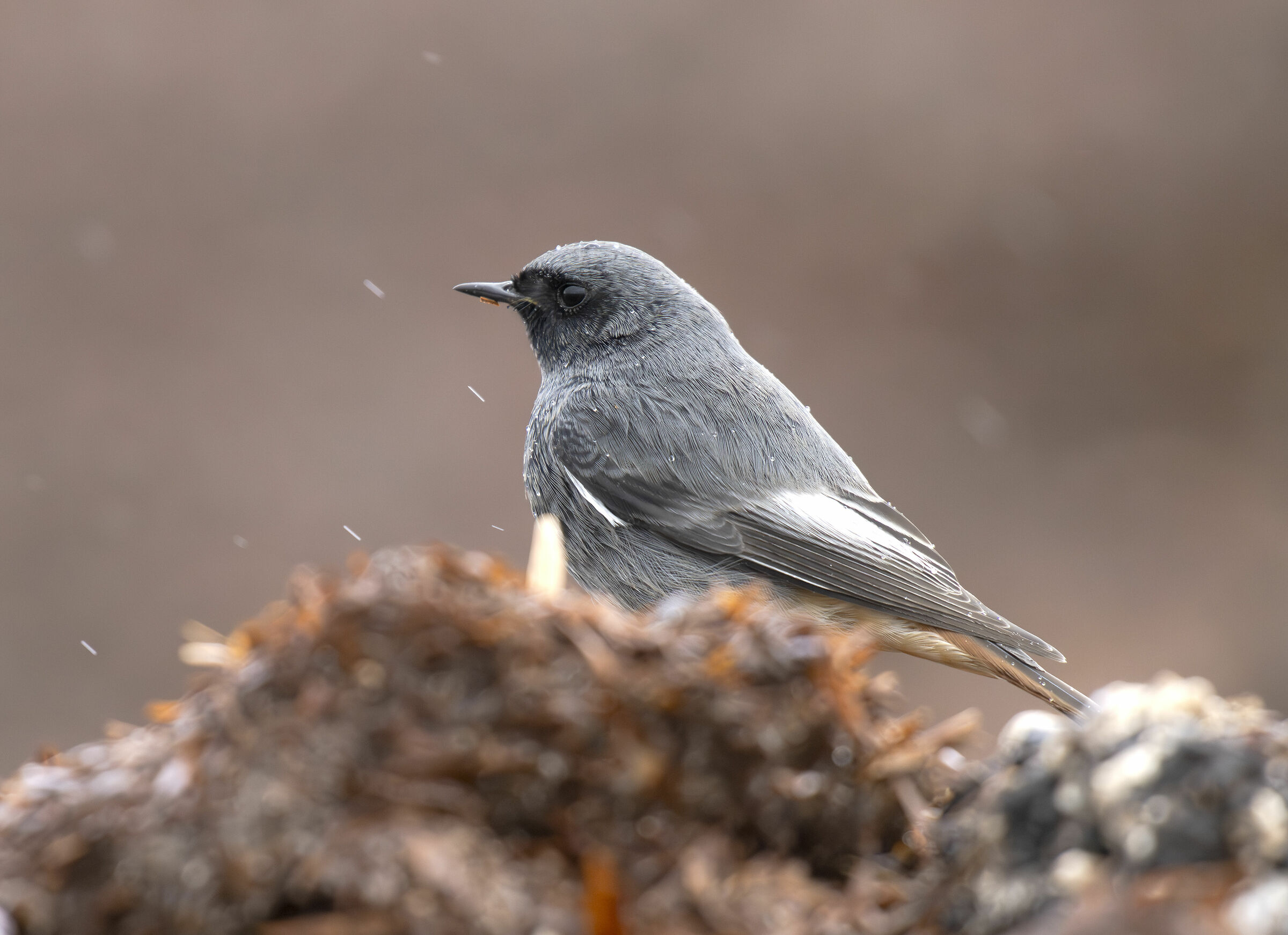 Black redstart