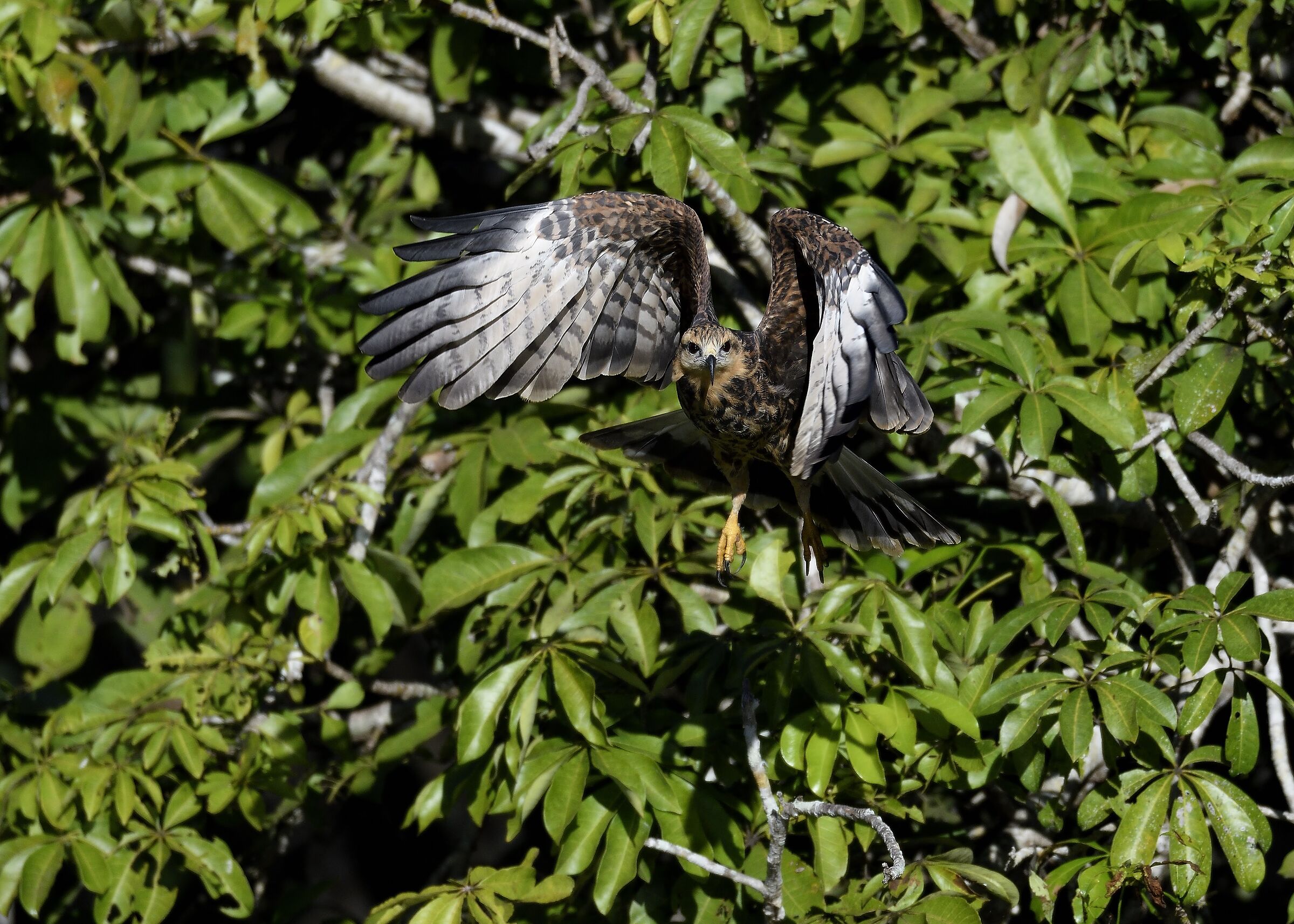 Taking Flight