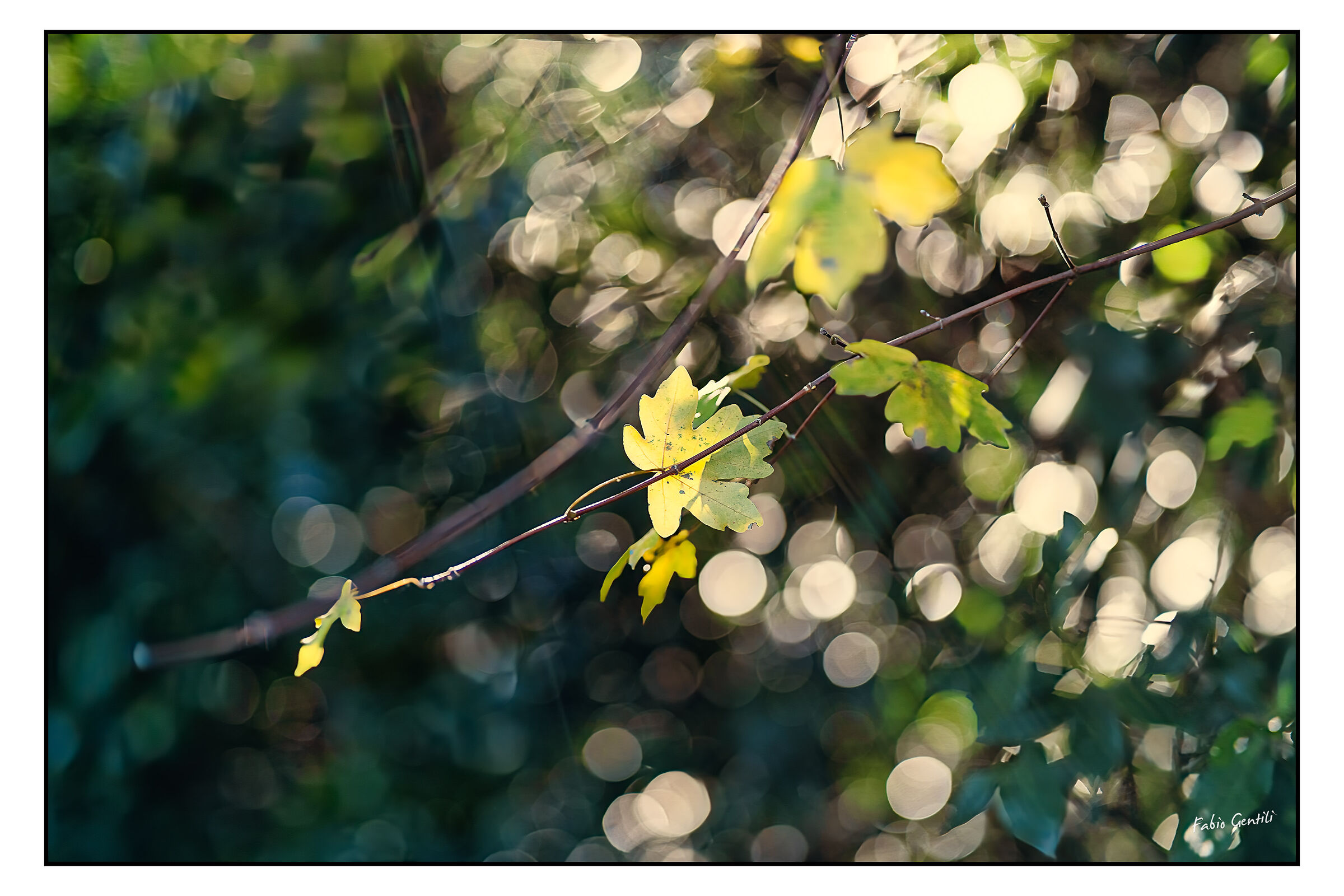 Autumn Colors