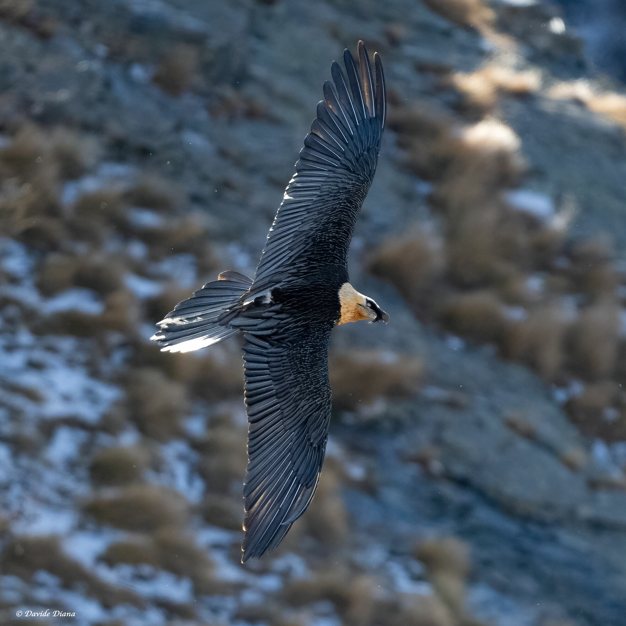 Gypaetus barbatus