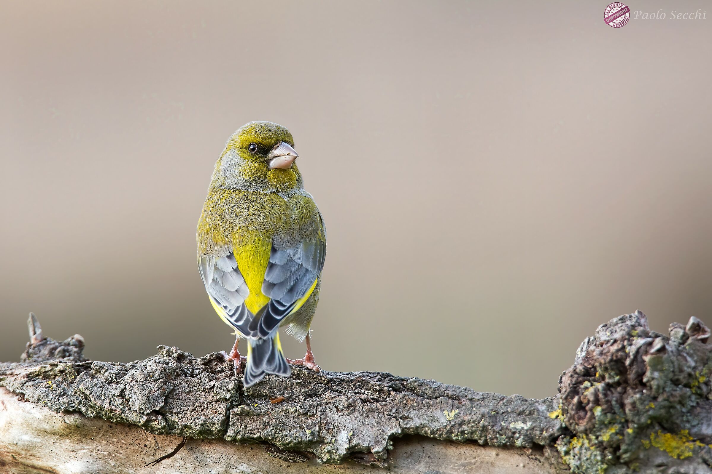 ops ... scusate le spalle!