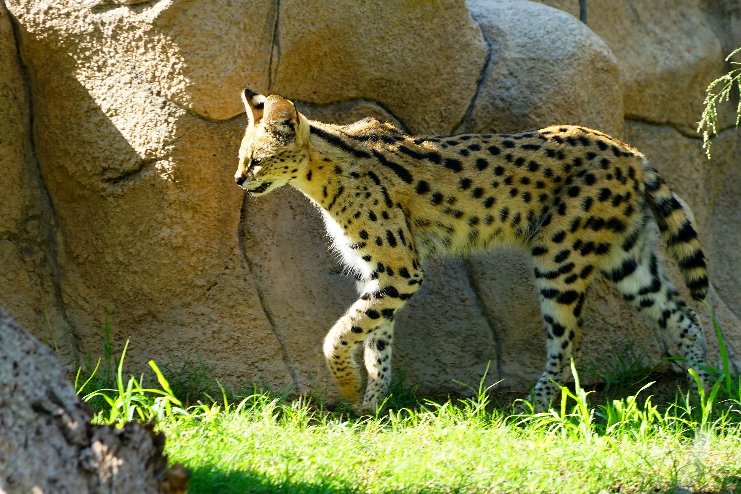 Gattopardo Africano, Serval