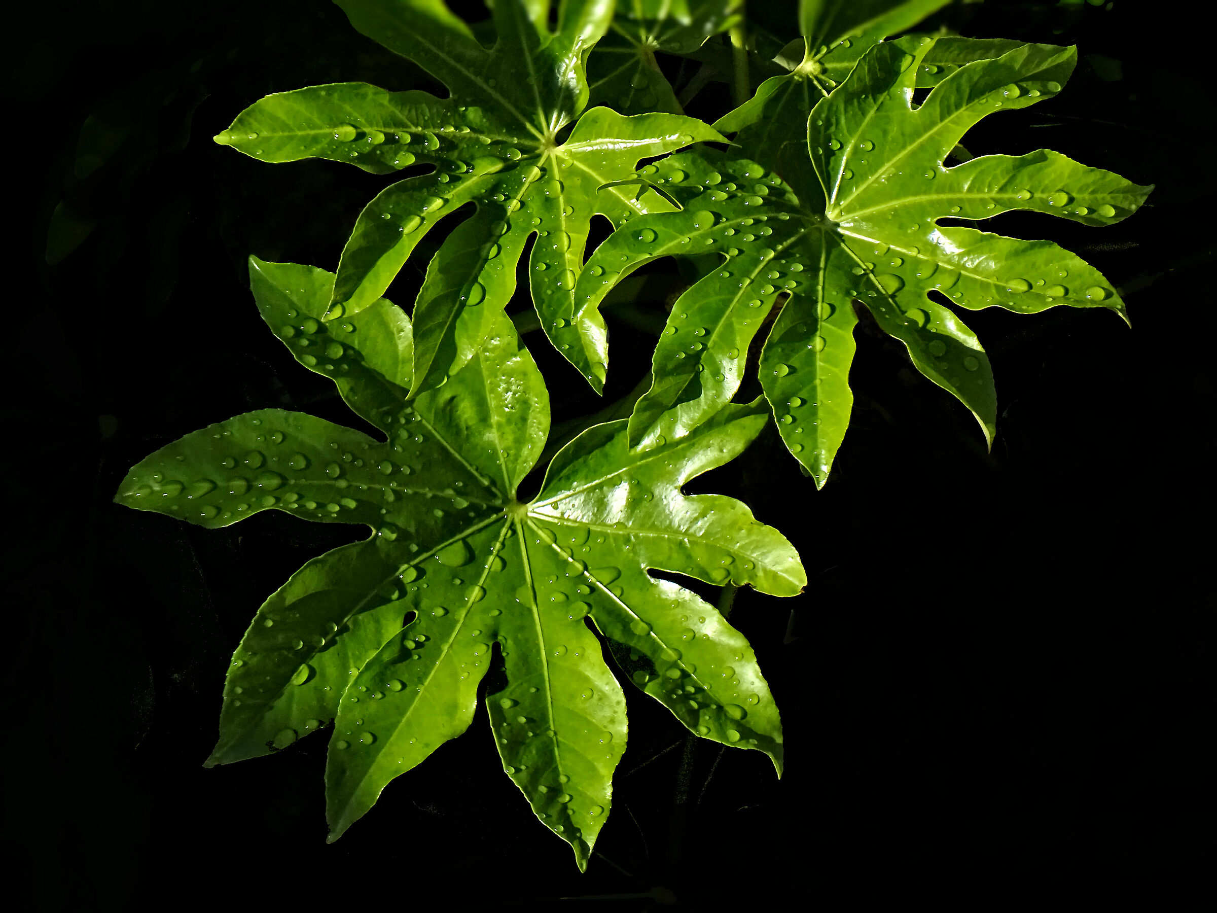 Foglie - 30X crop. 1,09