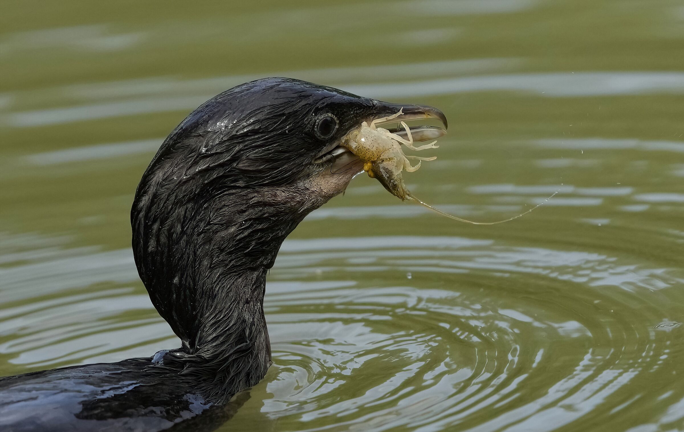The mrangone and the prawn