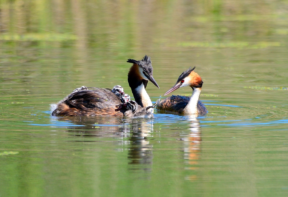 Grebe with family