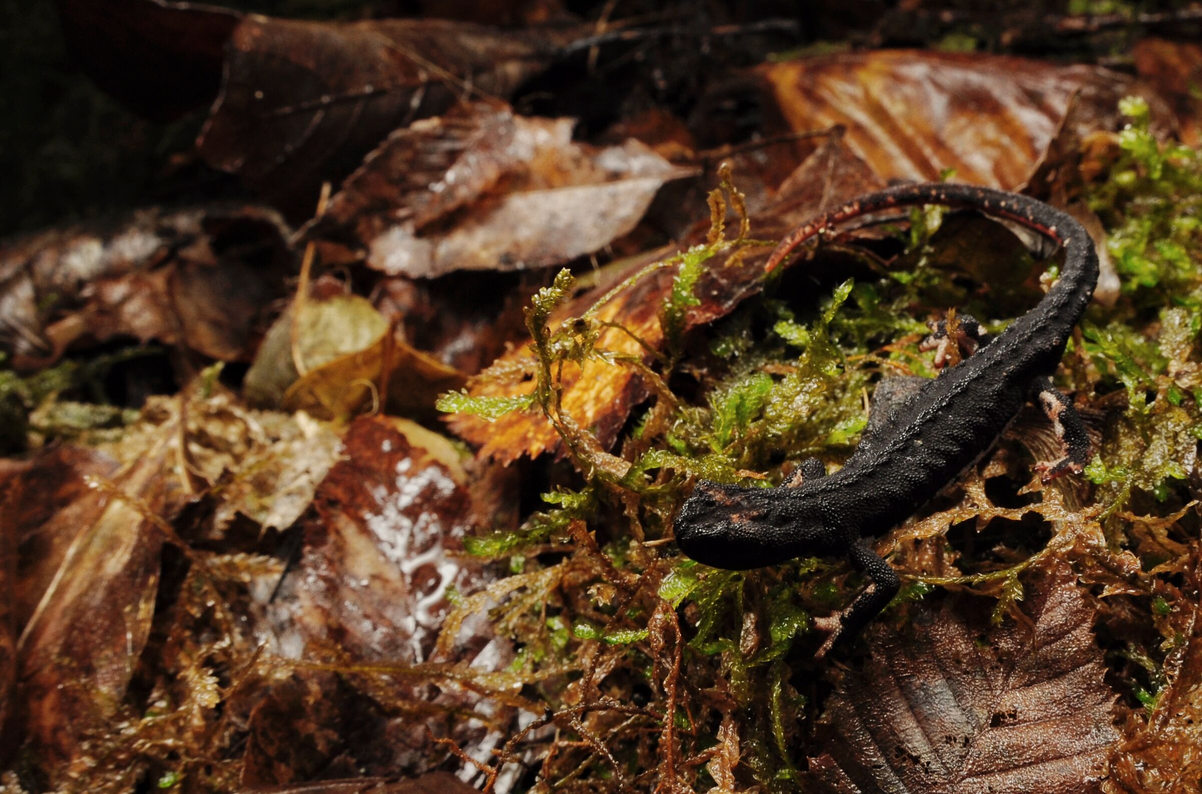 Salamandrina perspicillata