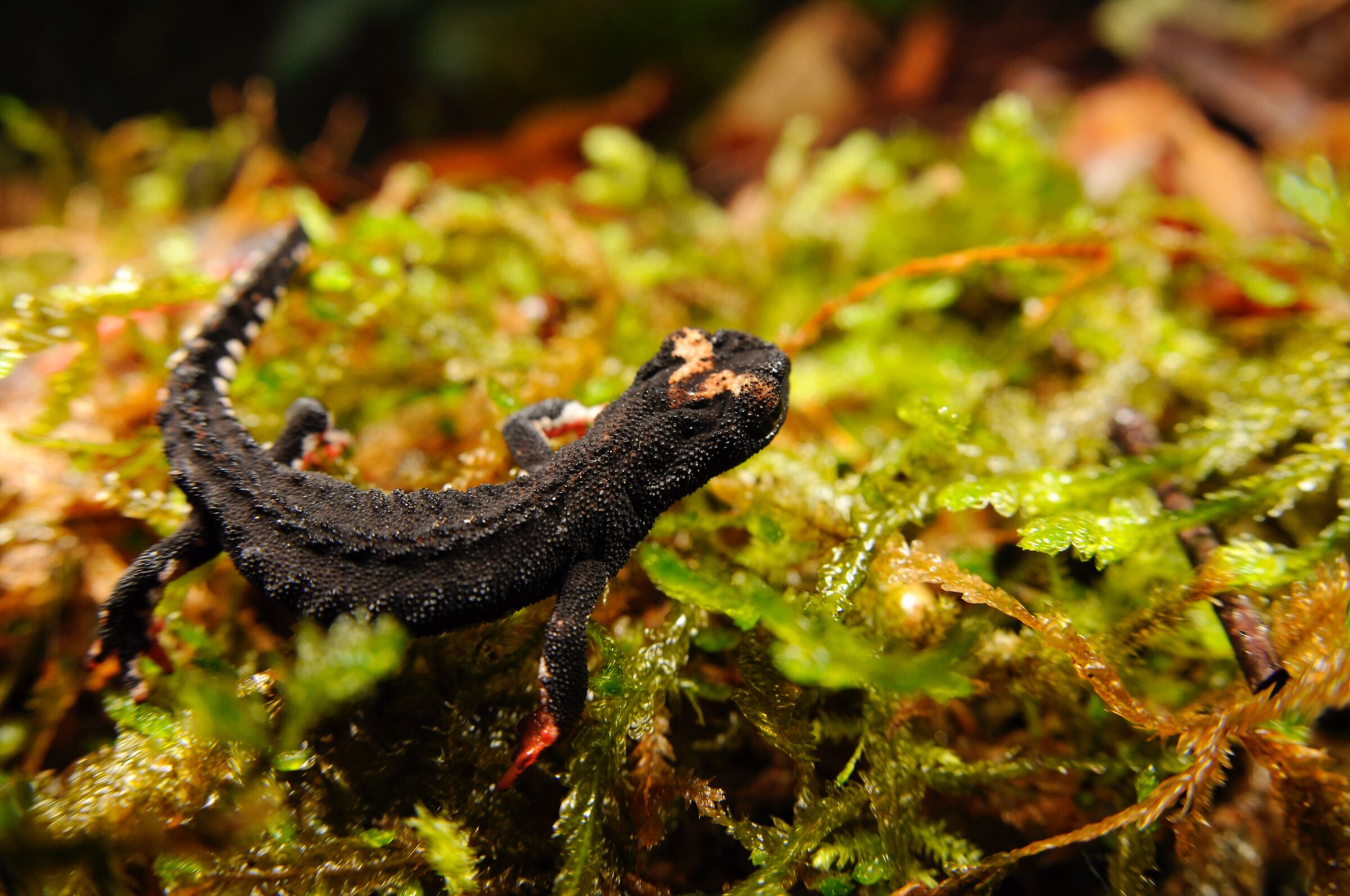 Salamandrina perspicillata