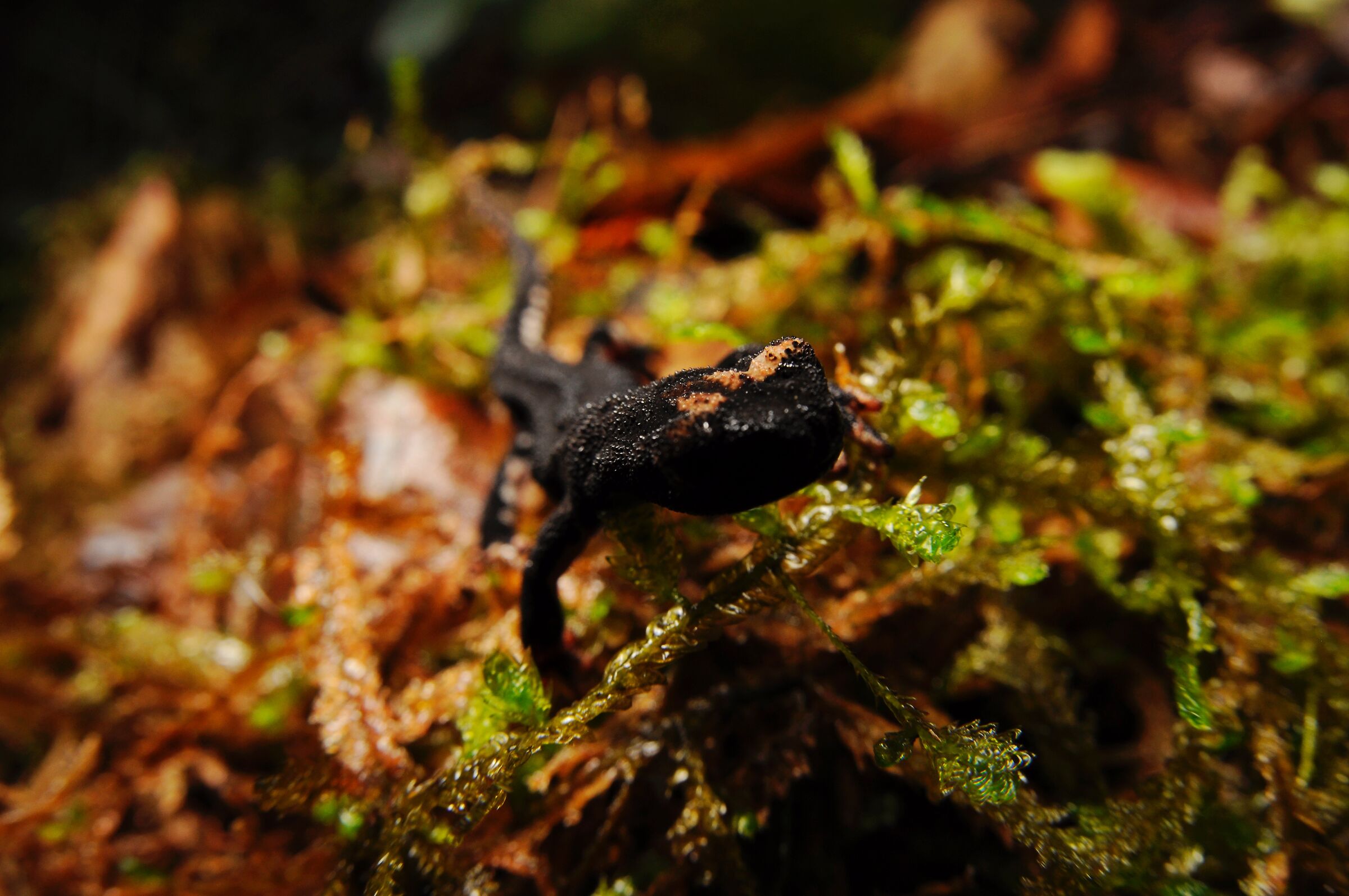 Salamandrina perspicillata