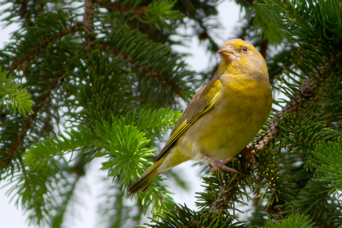Aspettando nervosamente le ore 18 per il derby di coppa