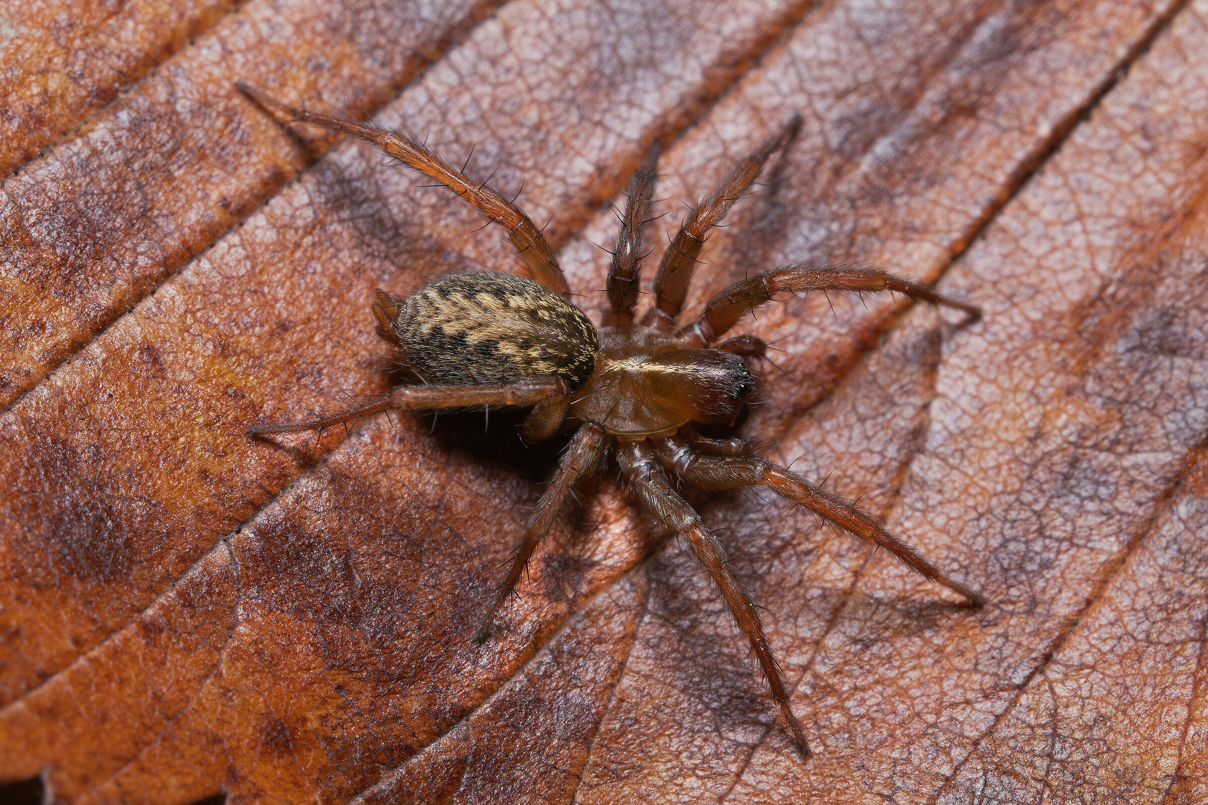 Lycosoides coarctata