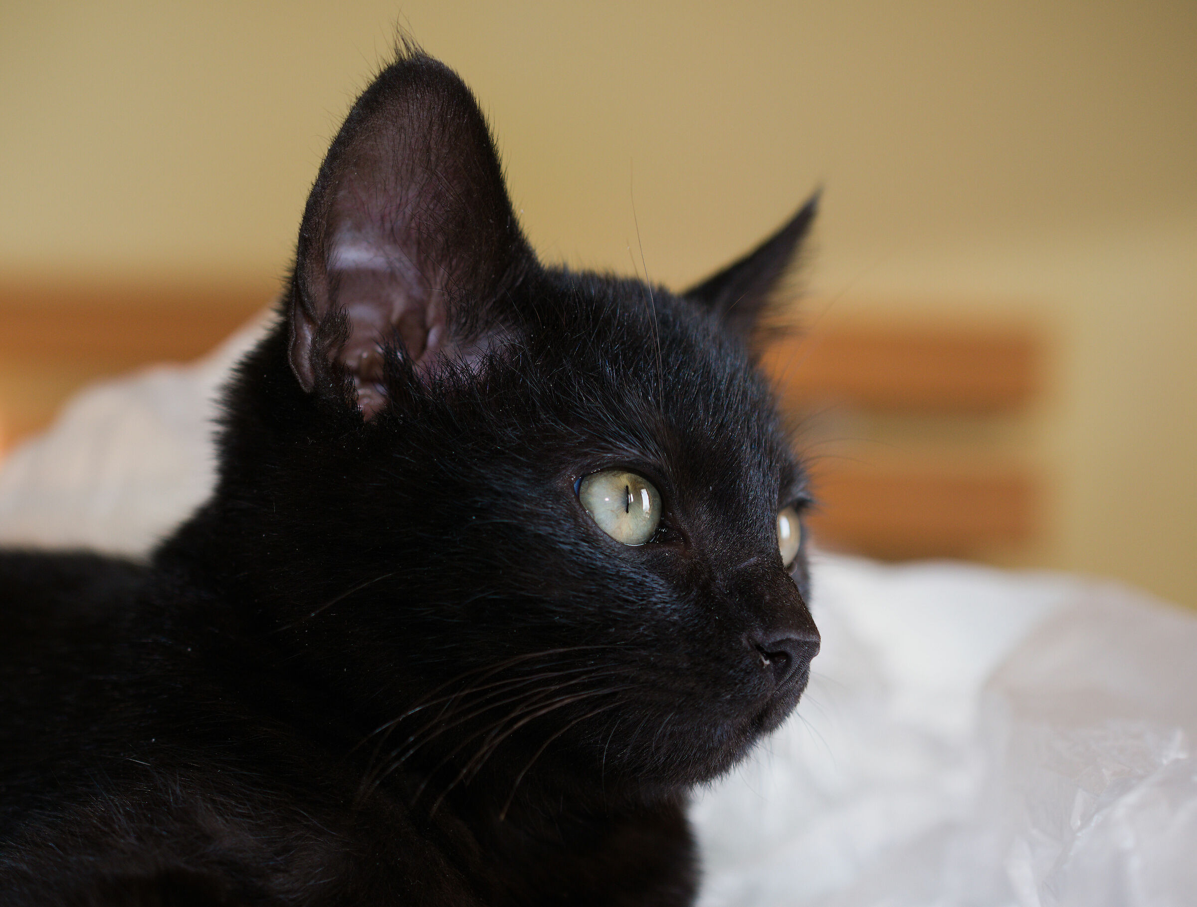 Sid...il nuovo arrivato!