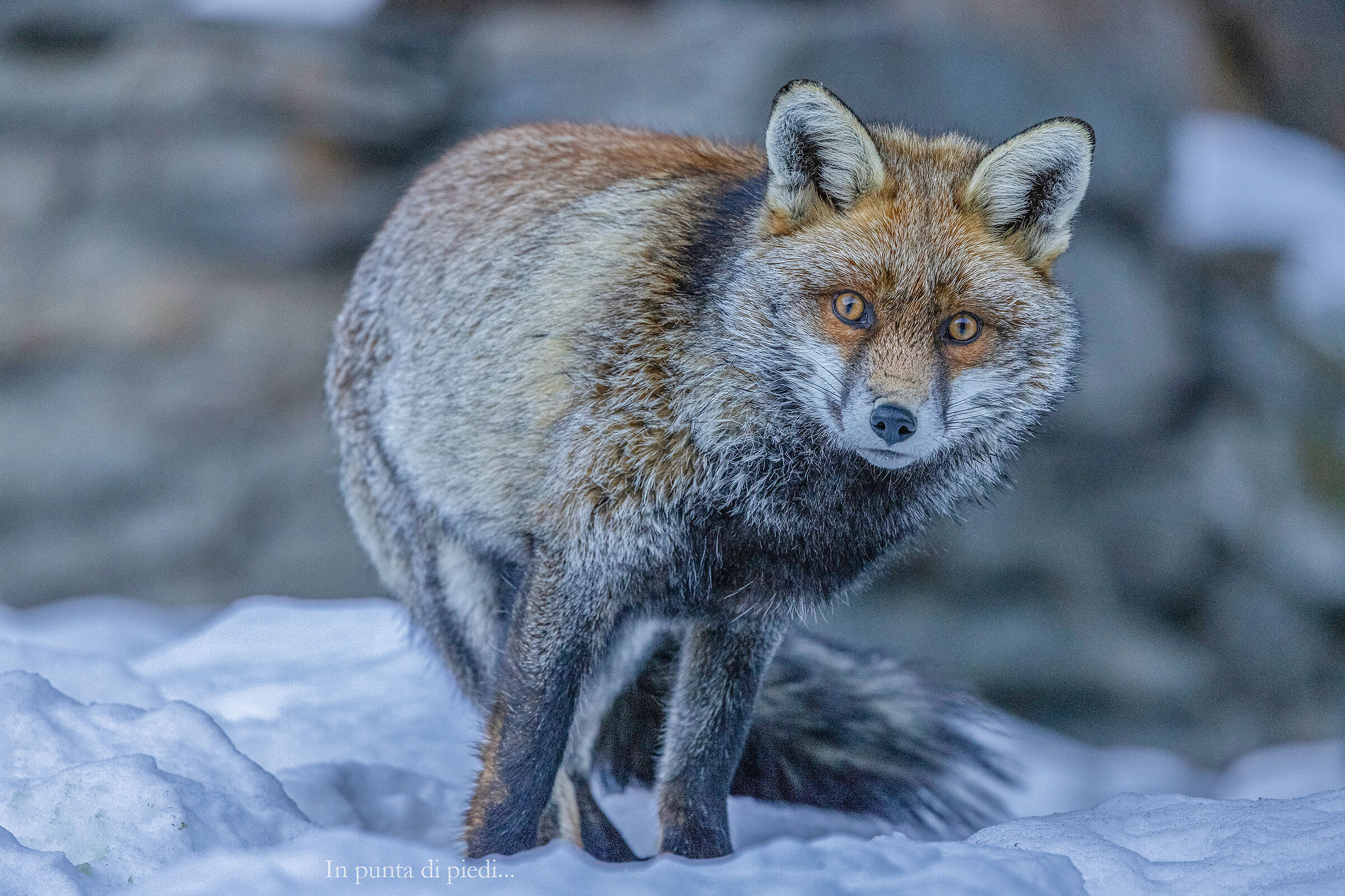 the most Beautiful (red) Fox I've ever seen...