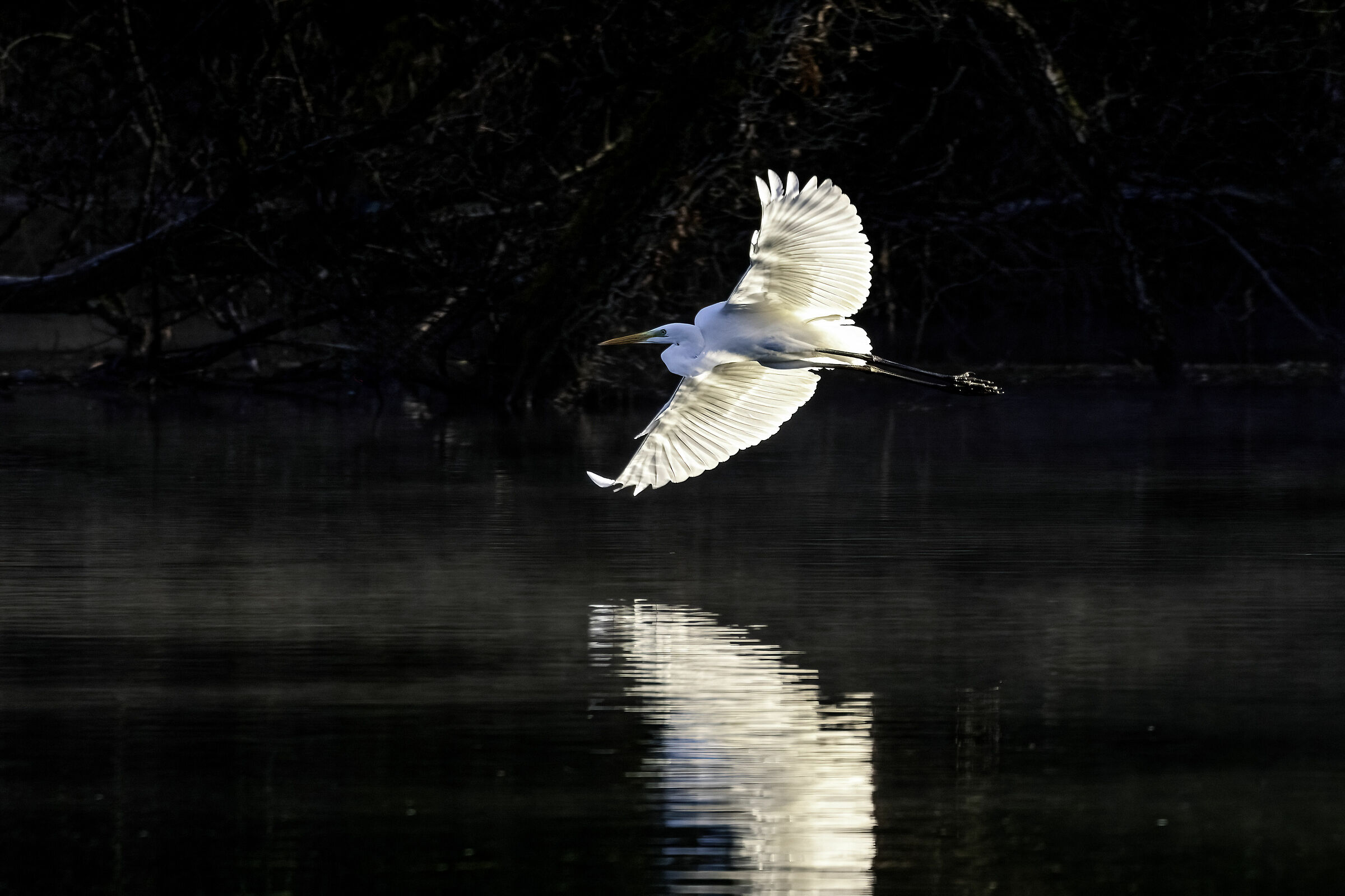 Airone bianco maggiore, fiume Adda2023
