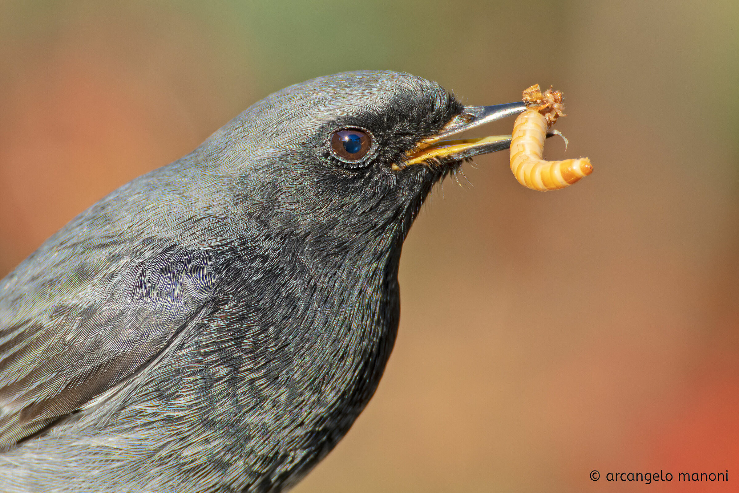 Il codirosso spazzacamino e il verme