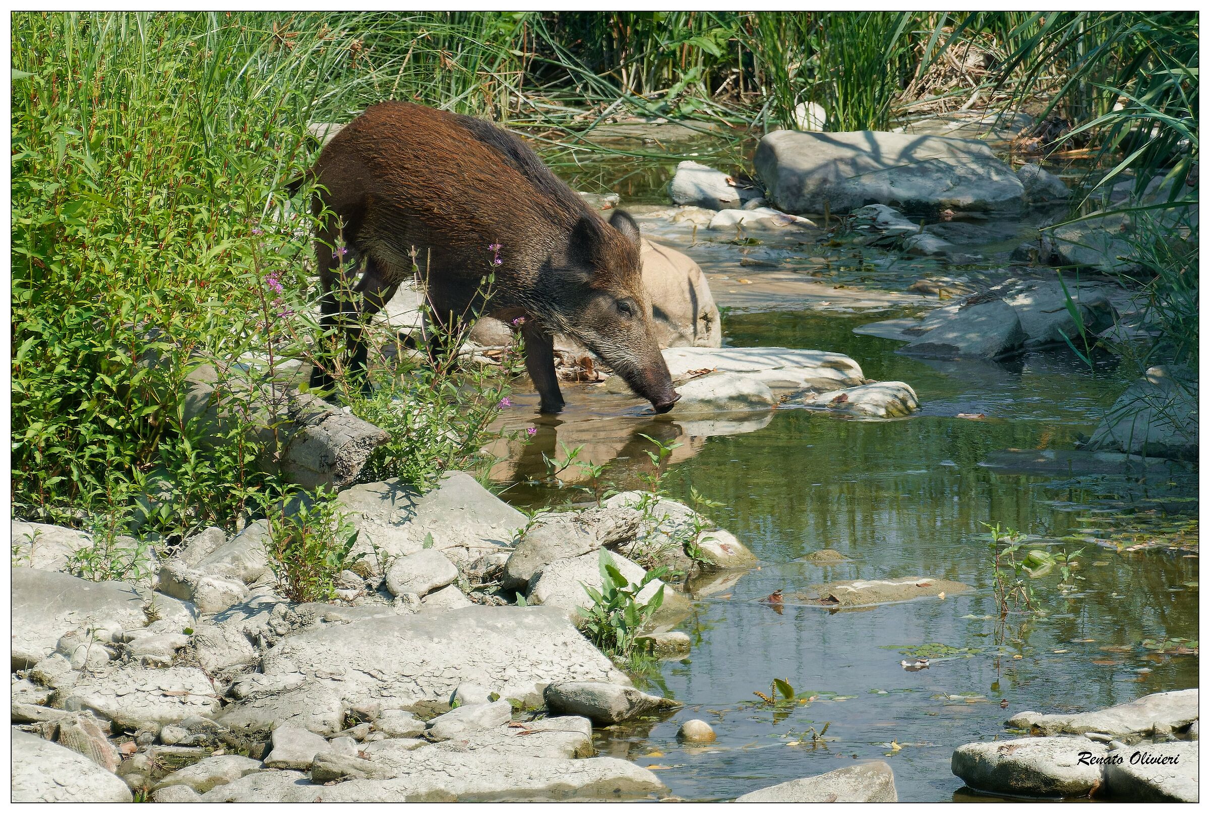 Wild boar quenching its thirst in the river