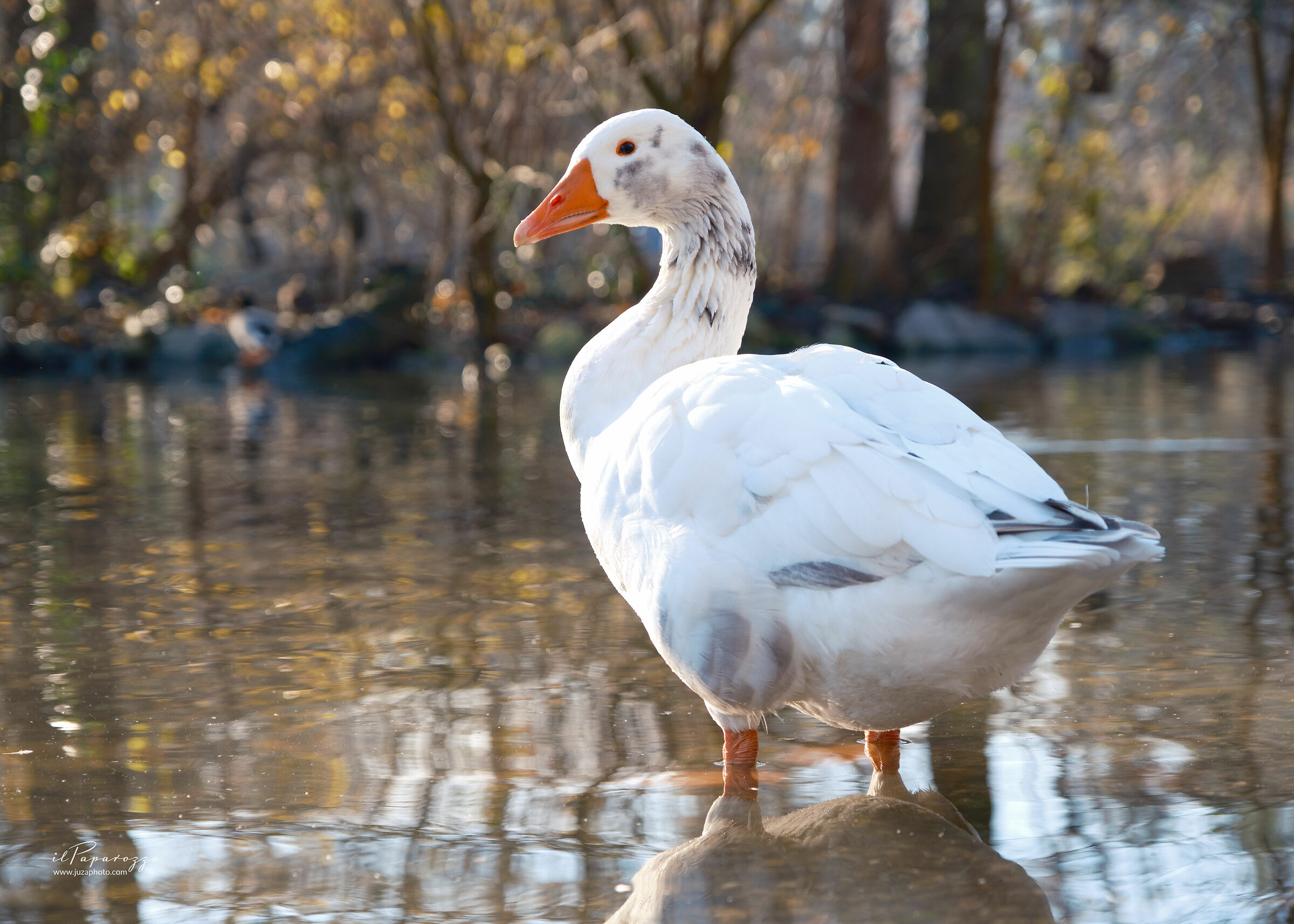 White Goose