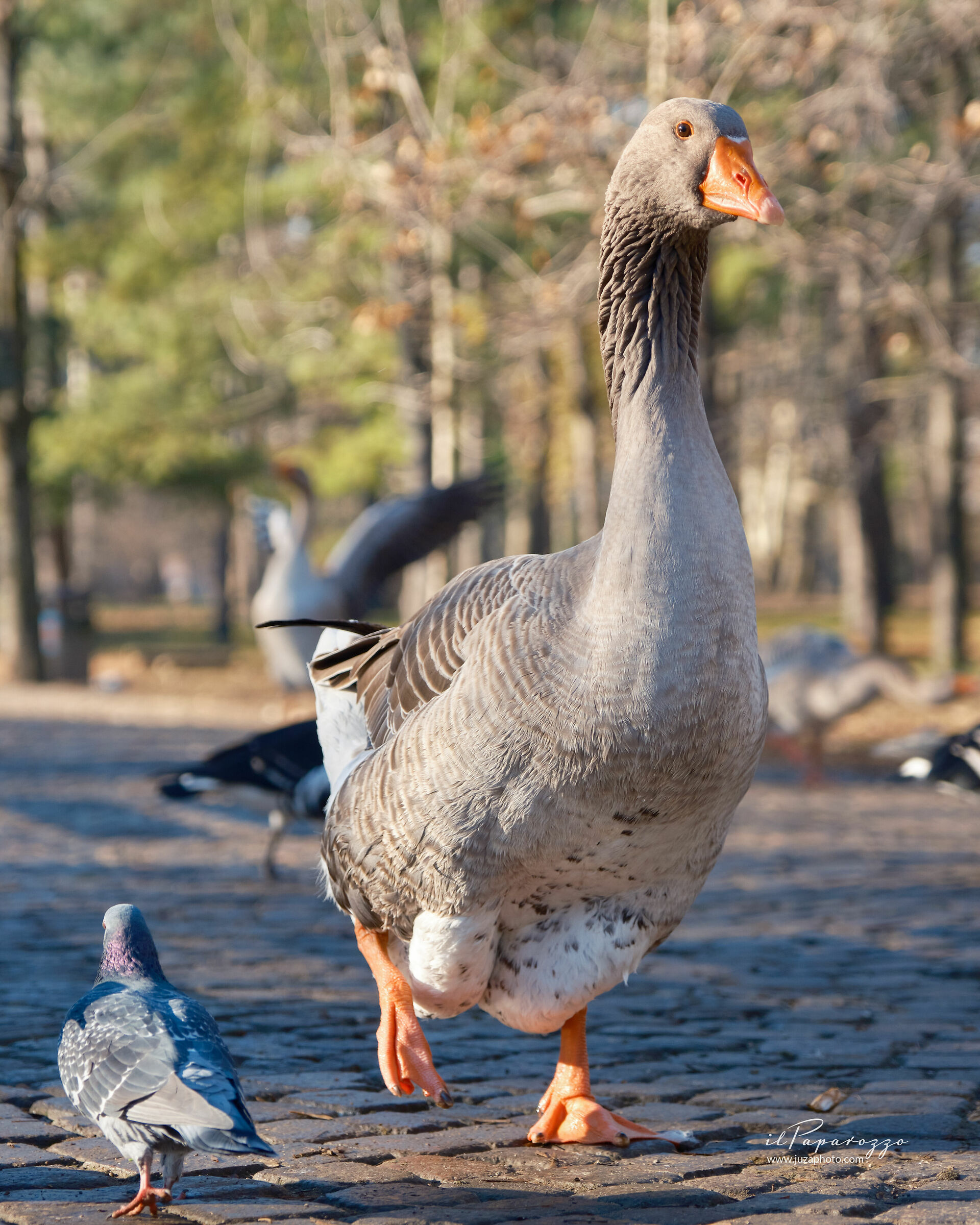 Common goose