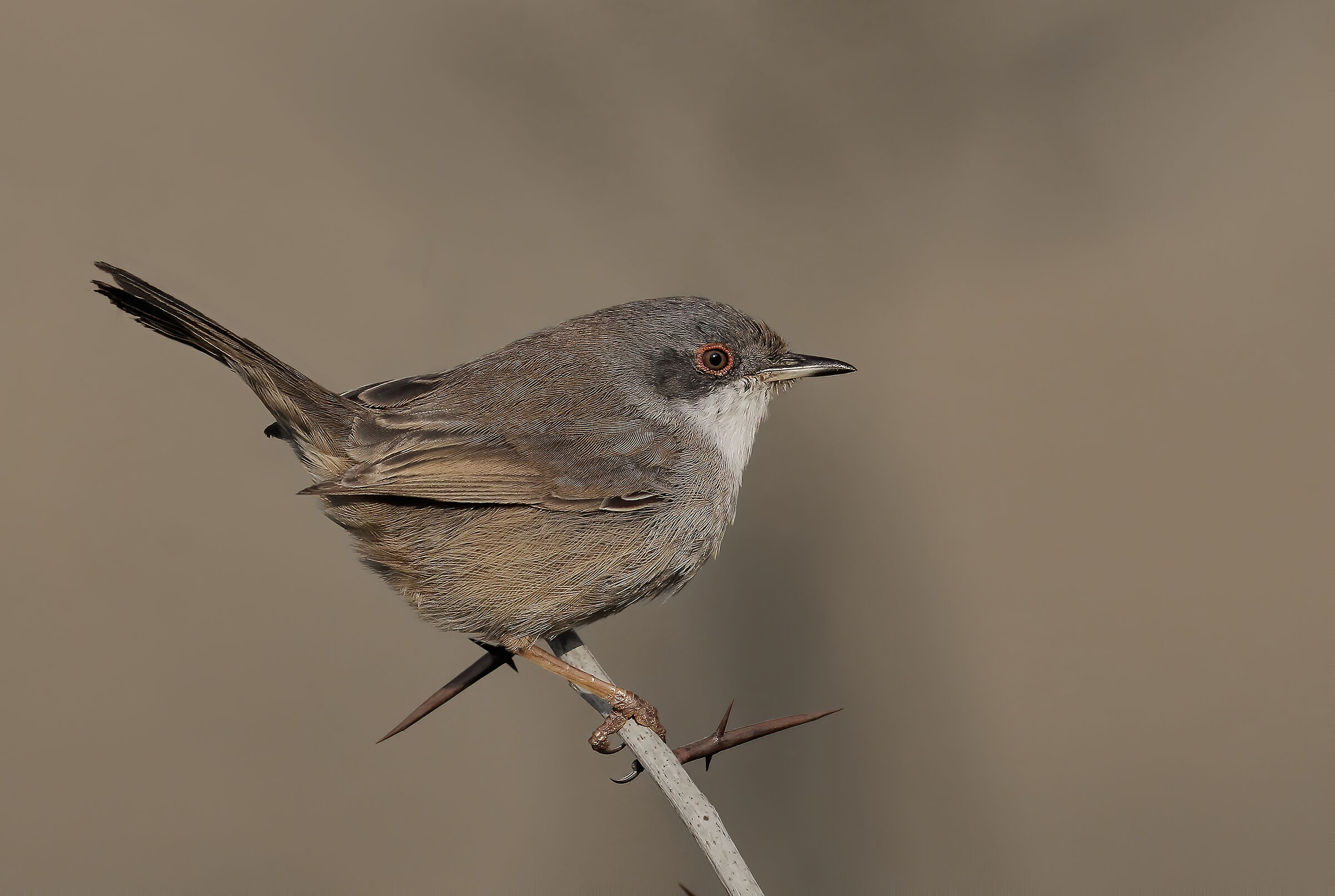 Occhiocotto f.