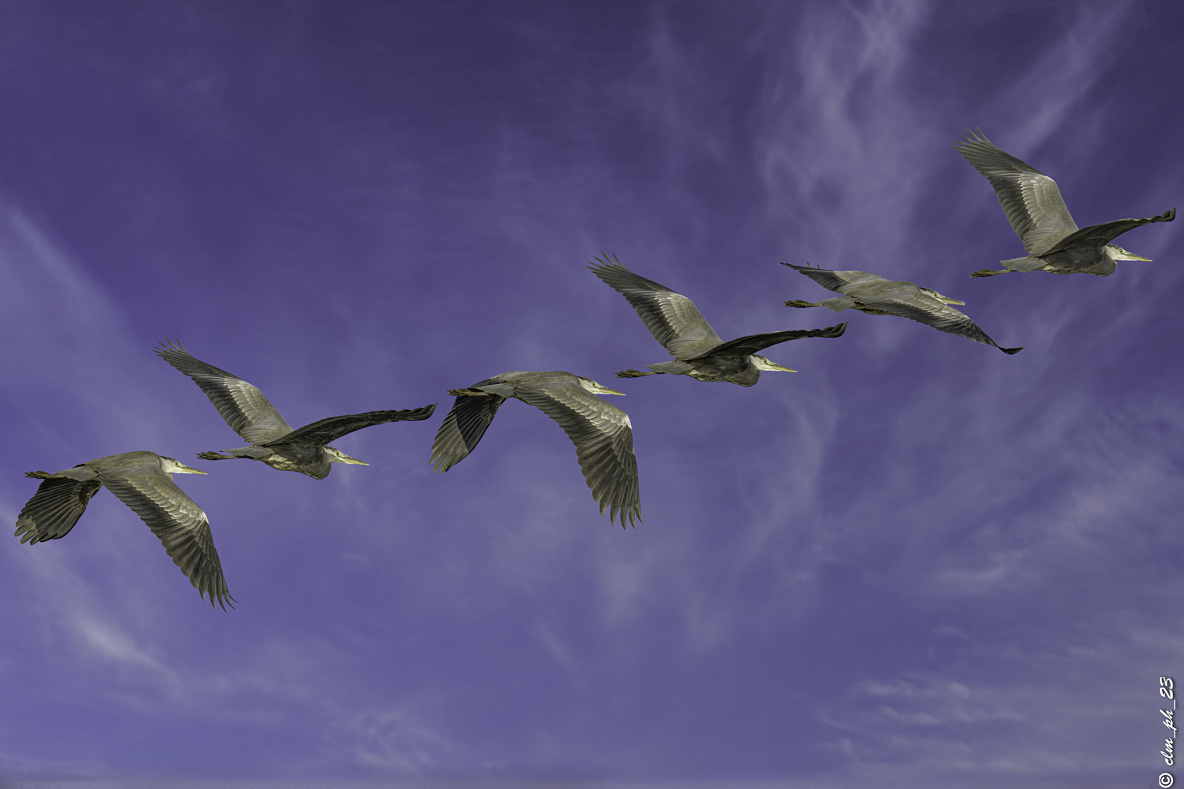 Stagno Fontanej, Pianezza (TO) Airone