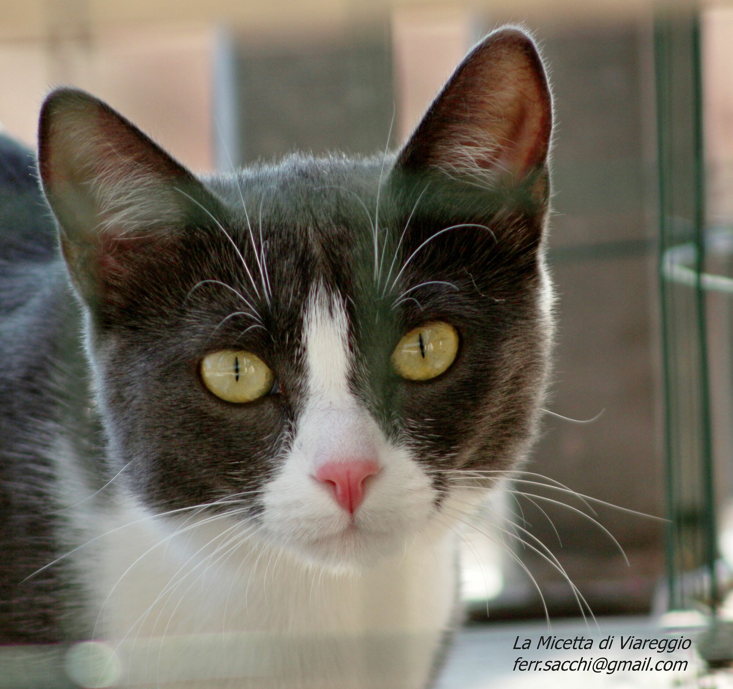 The Cat of Viareggio