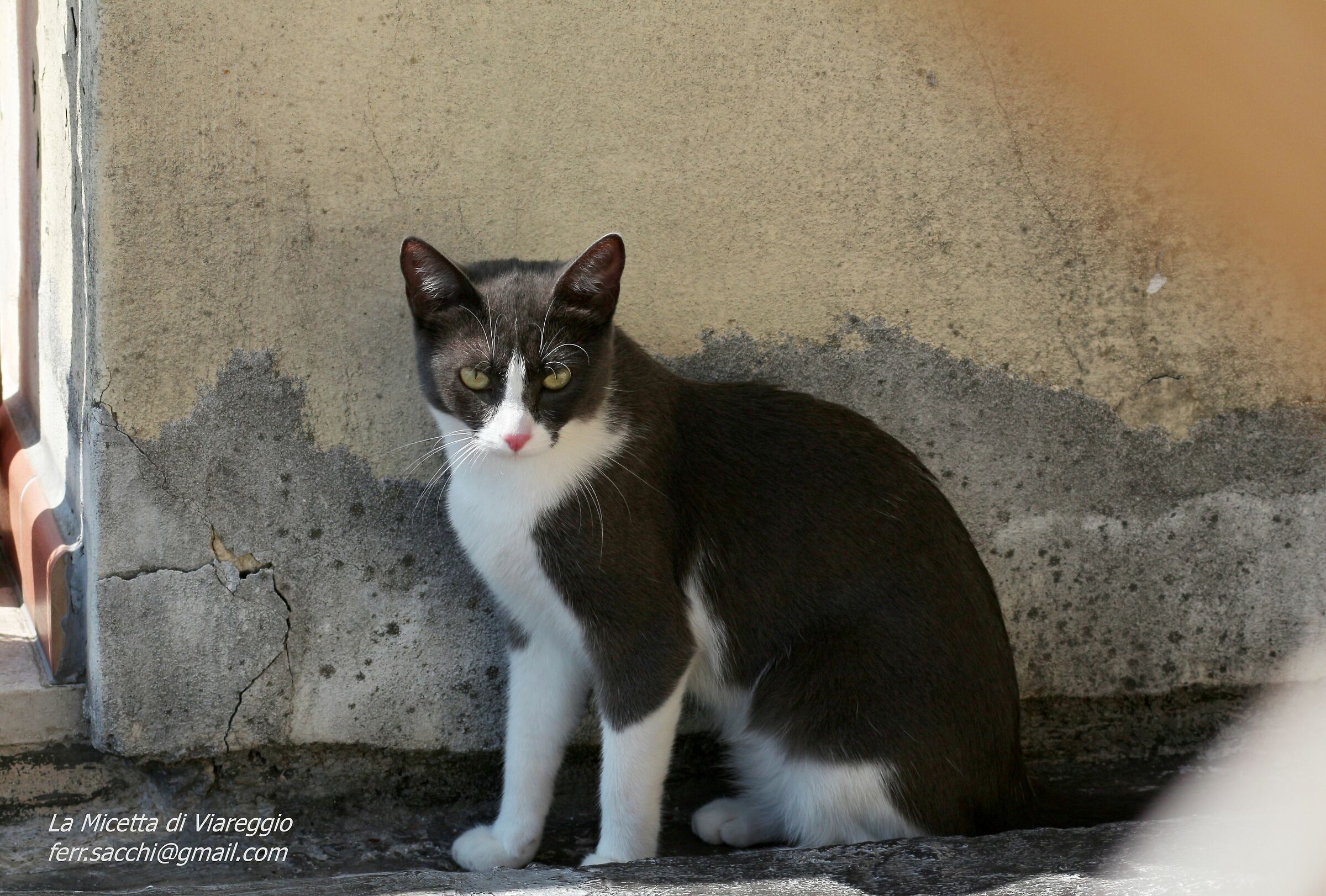 The Cat of Viareggio
