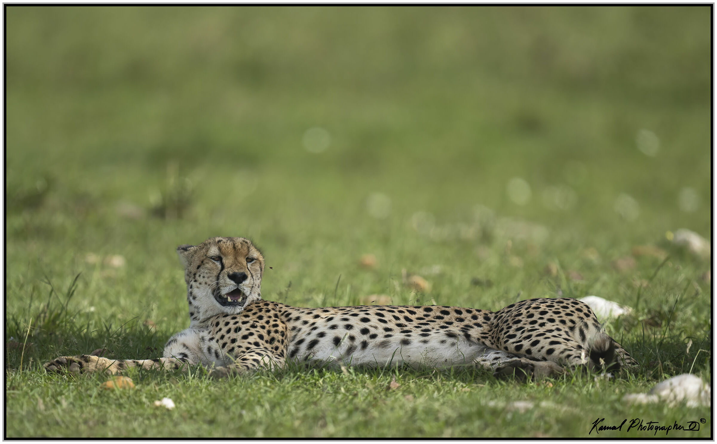 Ghepardo (Acinonyx jubatus)