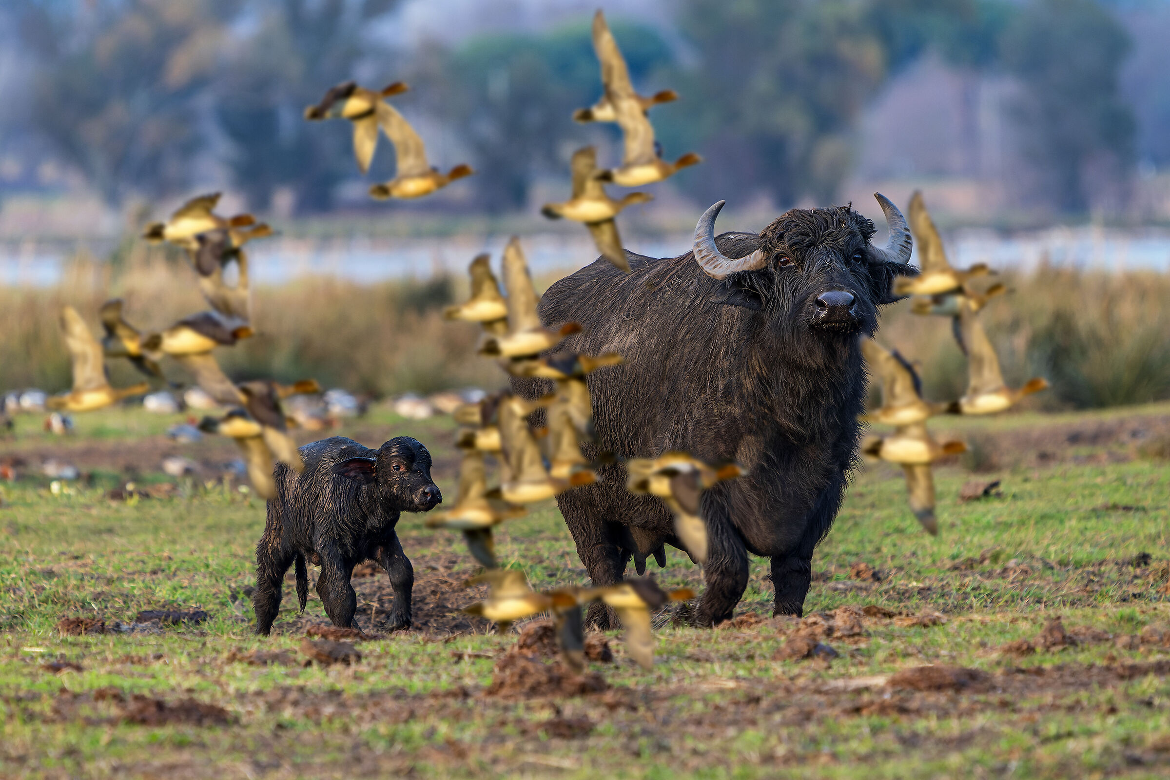 Birdland - I luoghi che amo