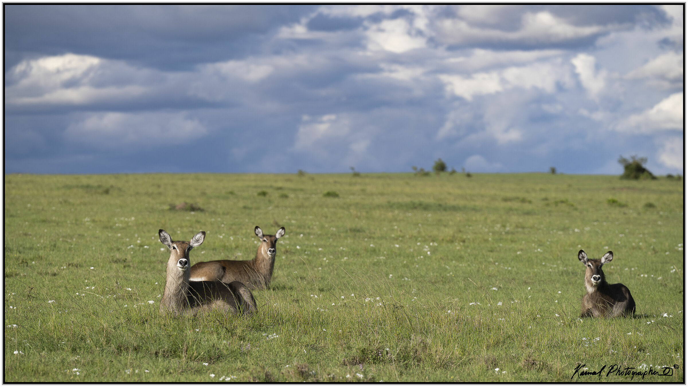 Water Antelope (Kobus ellipsiprymnus)