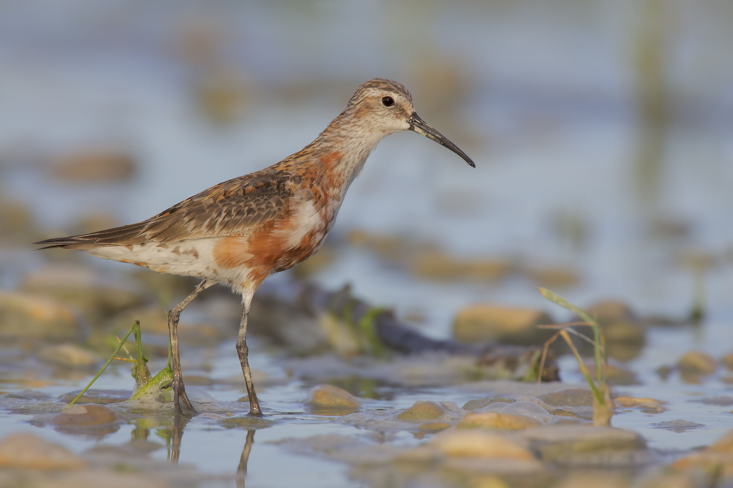 Common sandpiper