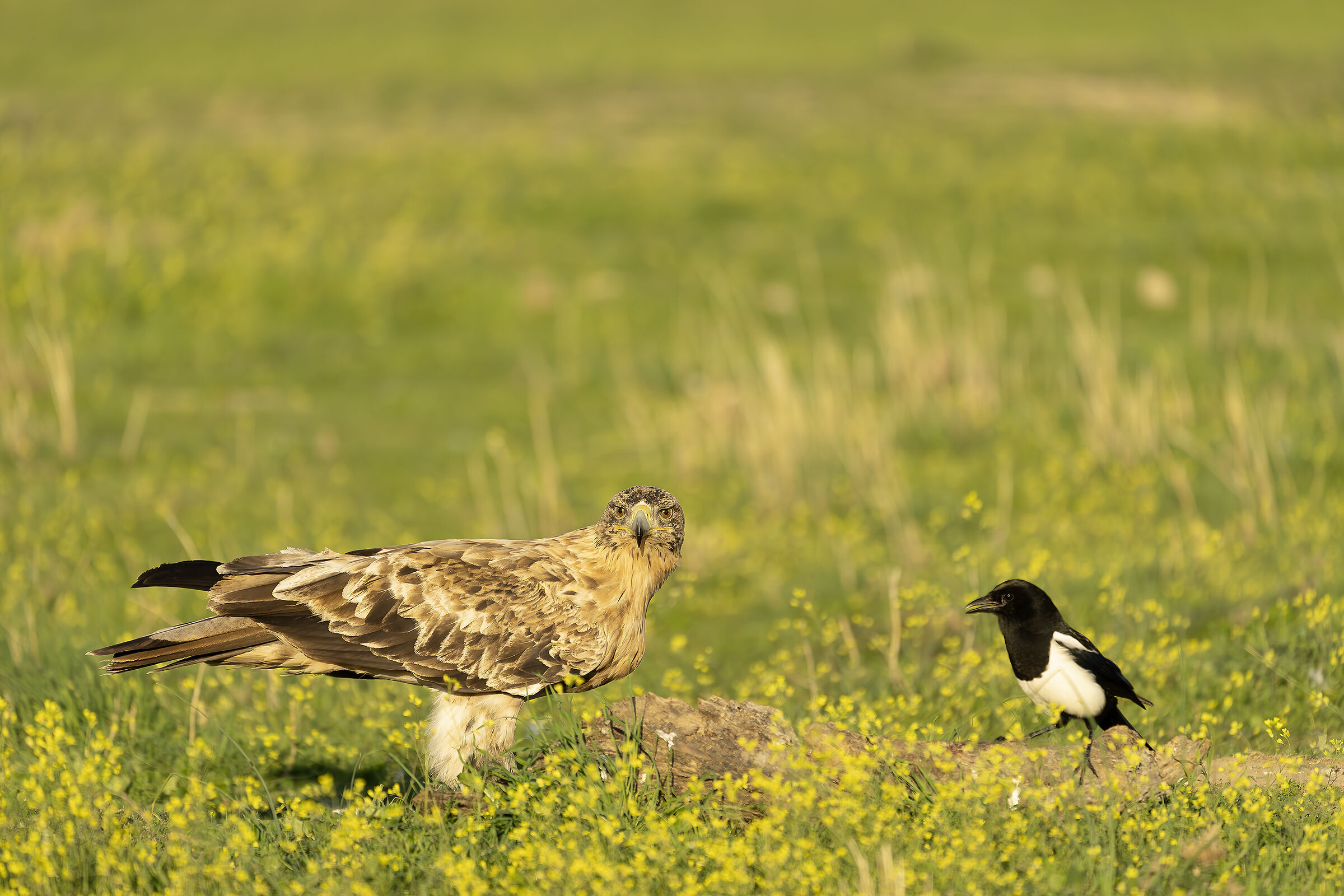 Disse la Gazza all'Aquila: posso stare qui con te?
