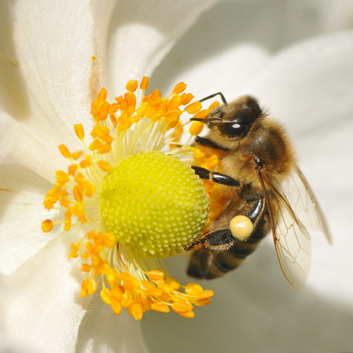 Bee on anemone japonica