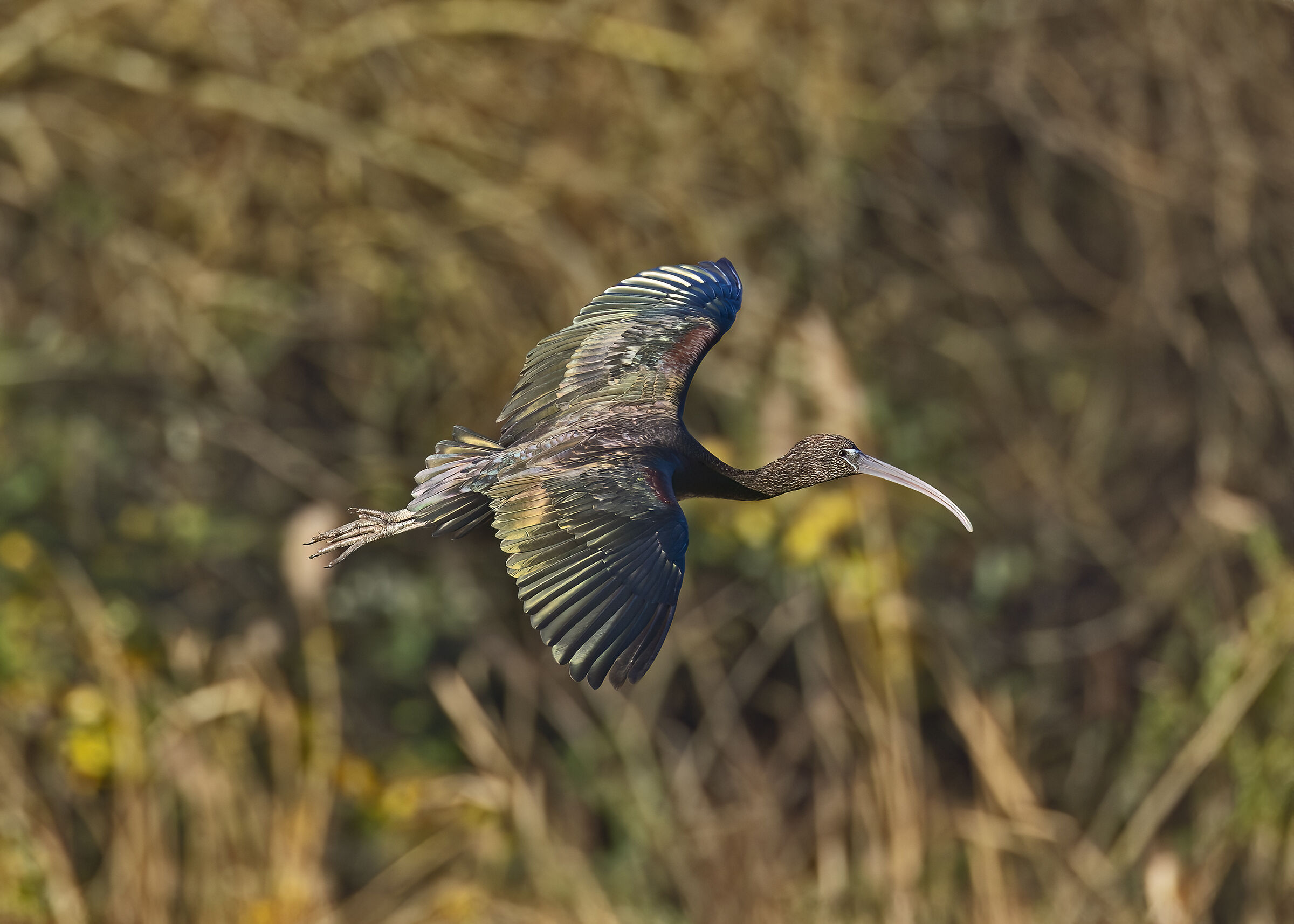 Nella Luce di Colori Fluorescenti