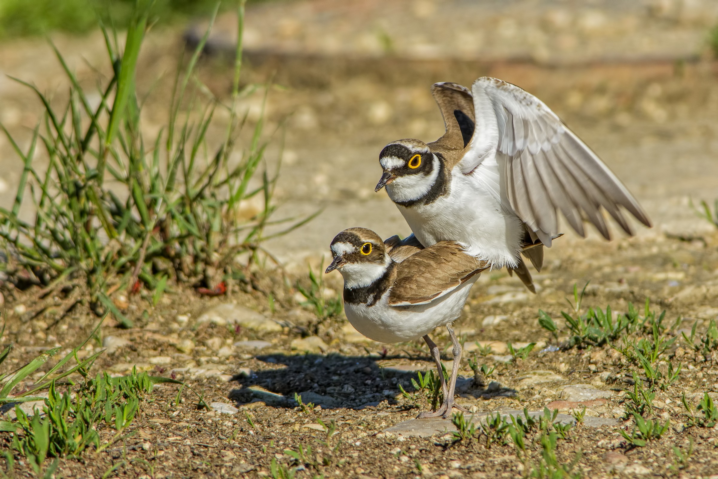 Corriere piccolo (Charadrius dubius)