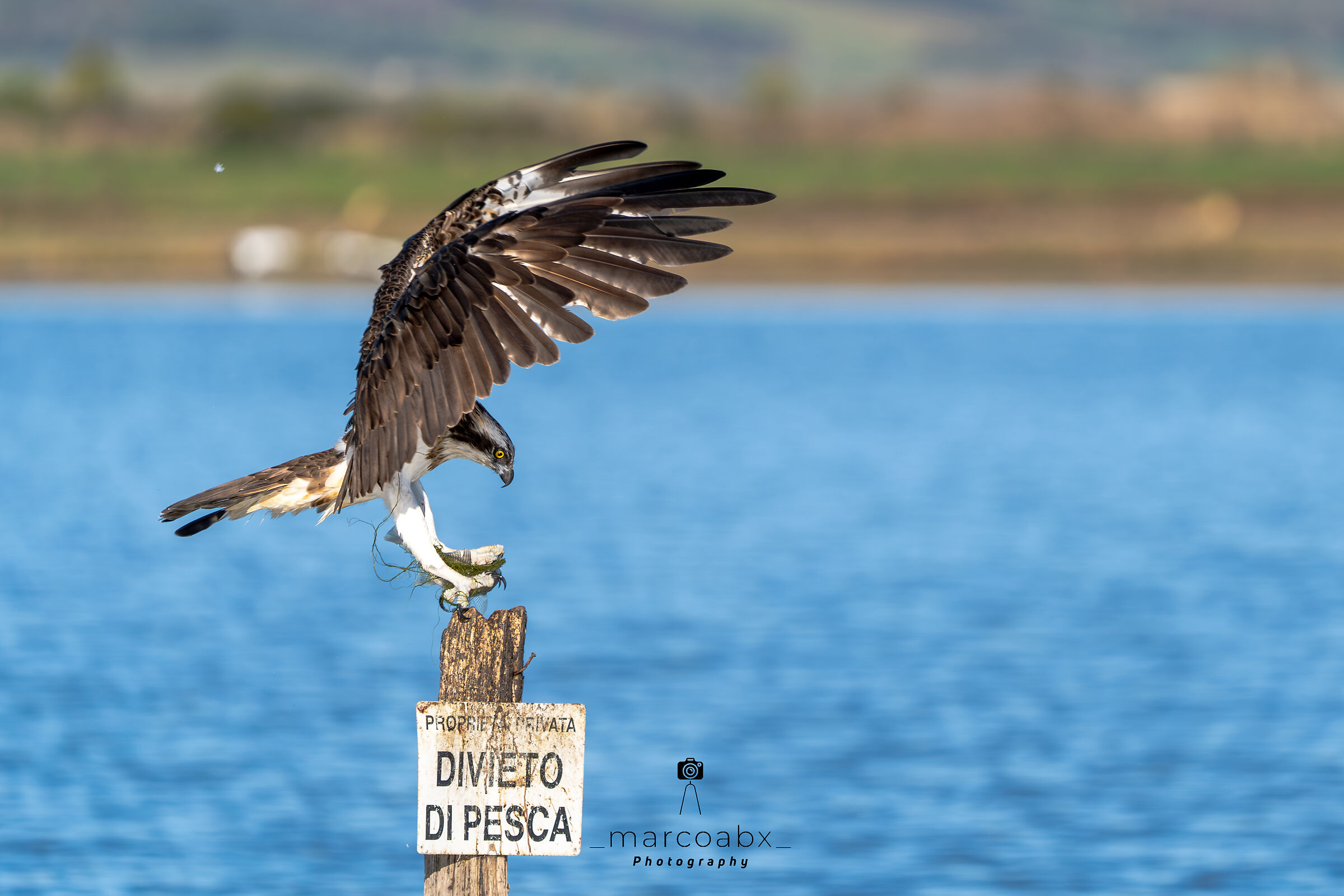 Falco pescatore