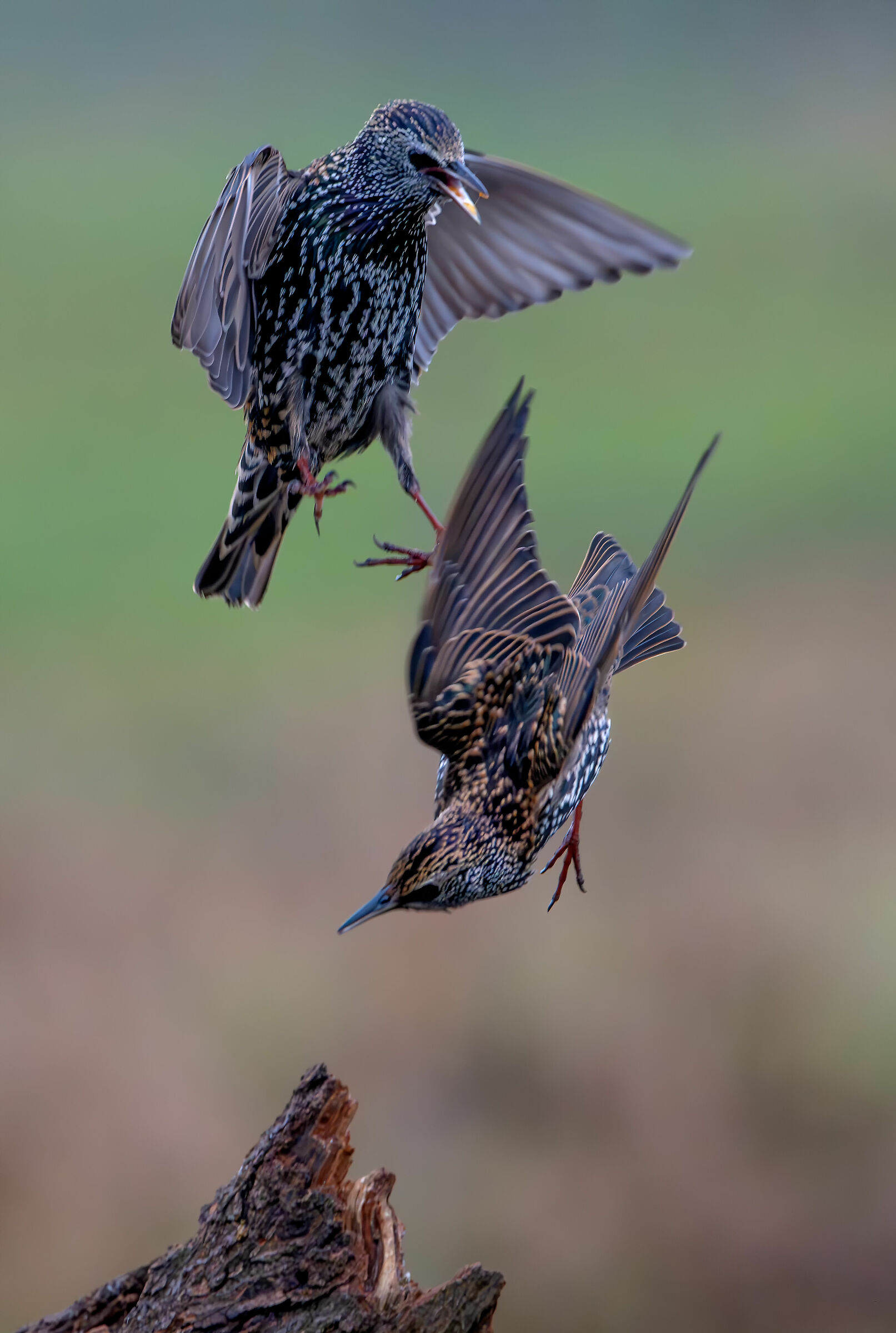 #capannocora Transfers