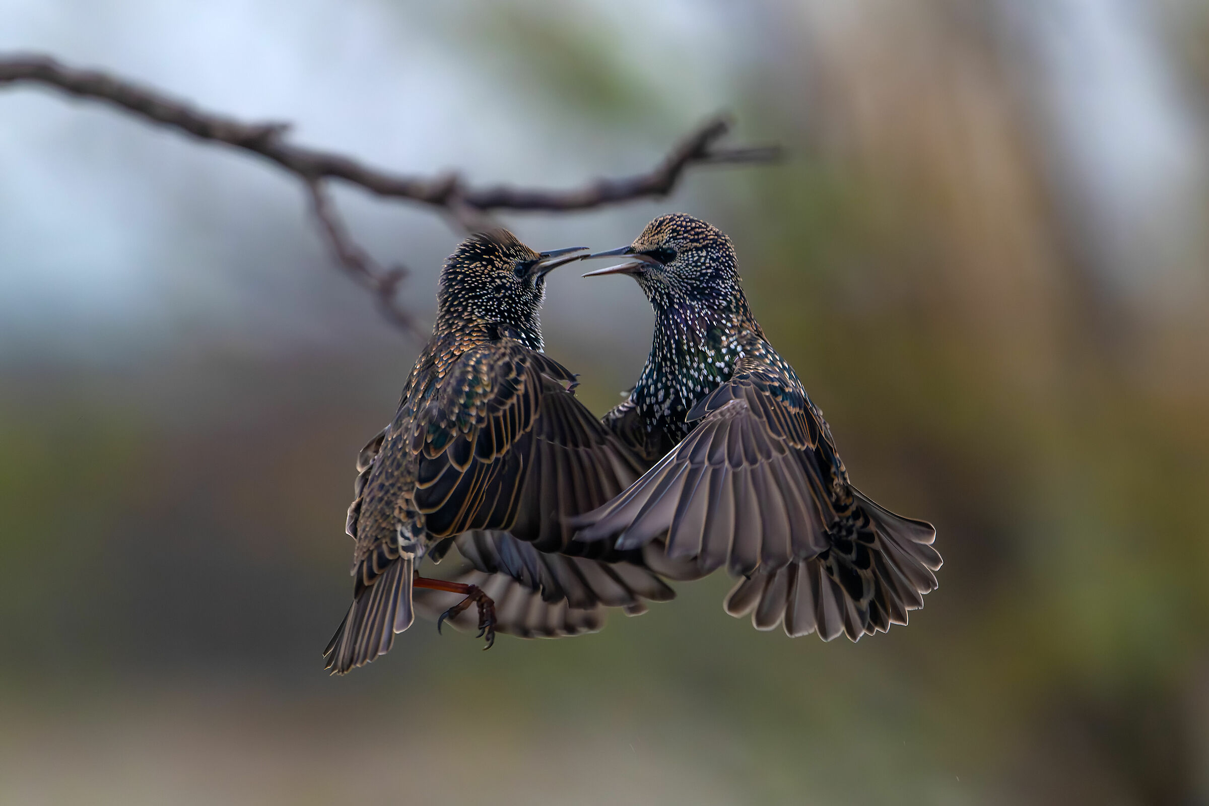 #capannocora Transfers