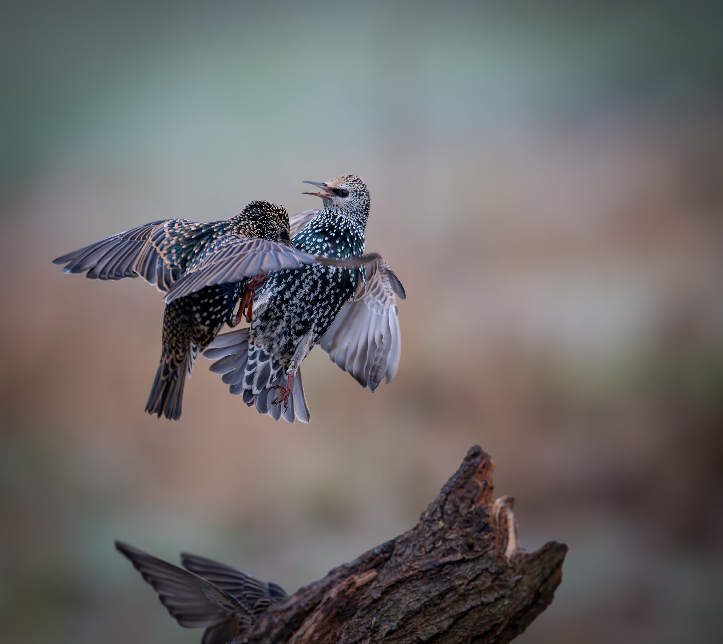 #capannocora Transfers