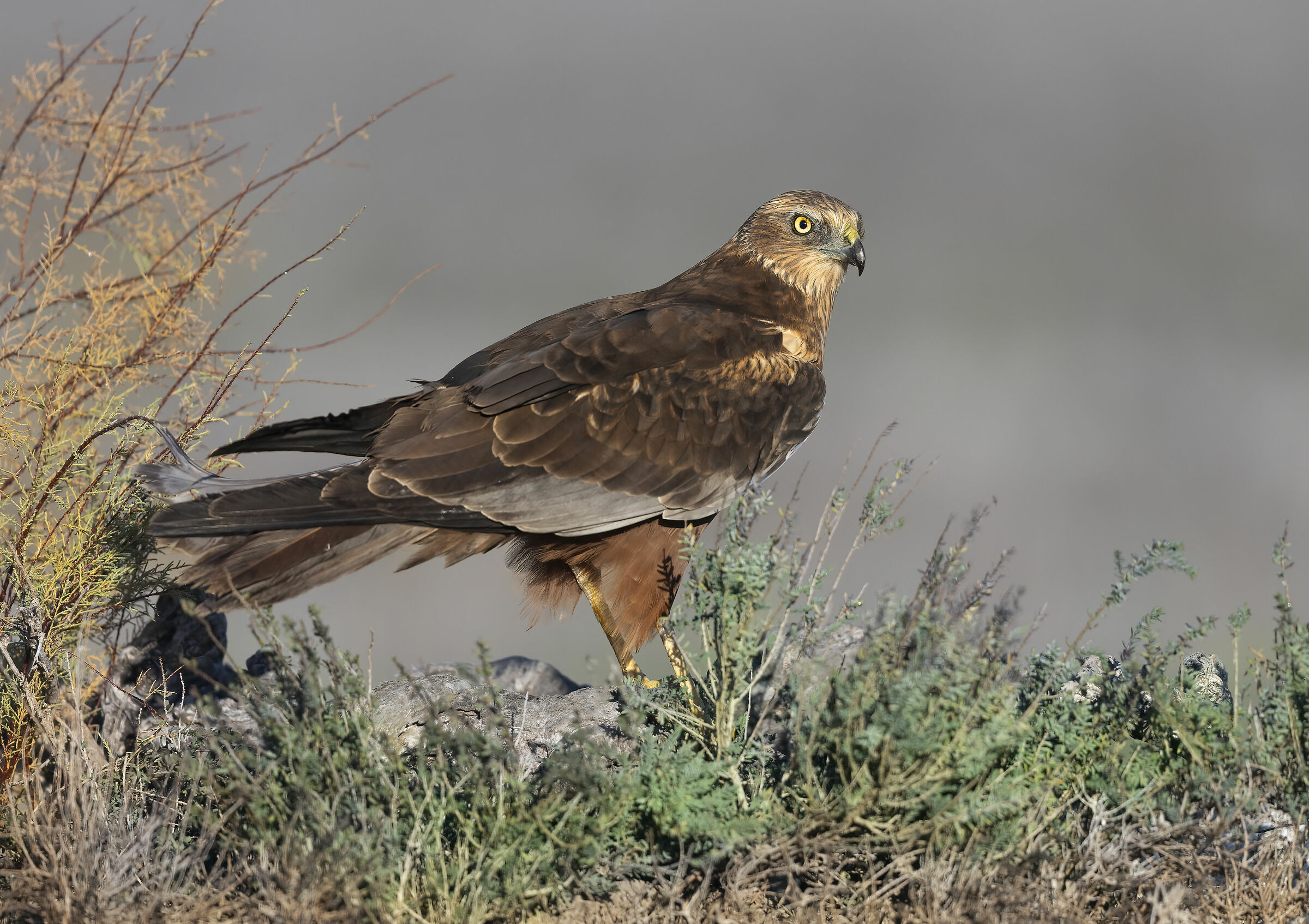 contrasti, falco di palude maschio