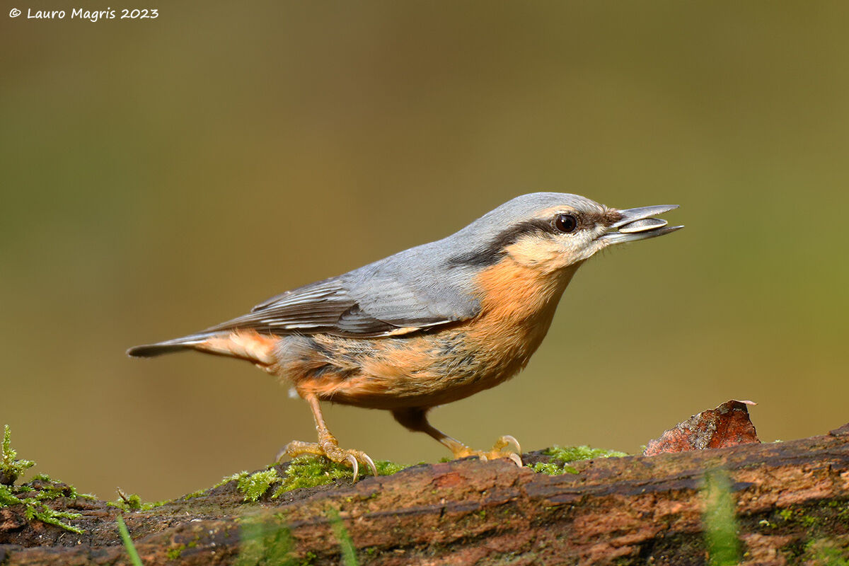 Woodpecker with seed