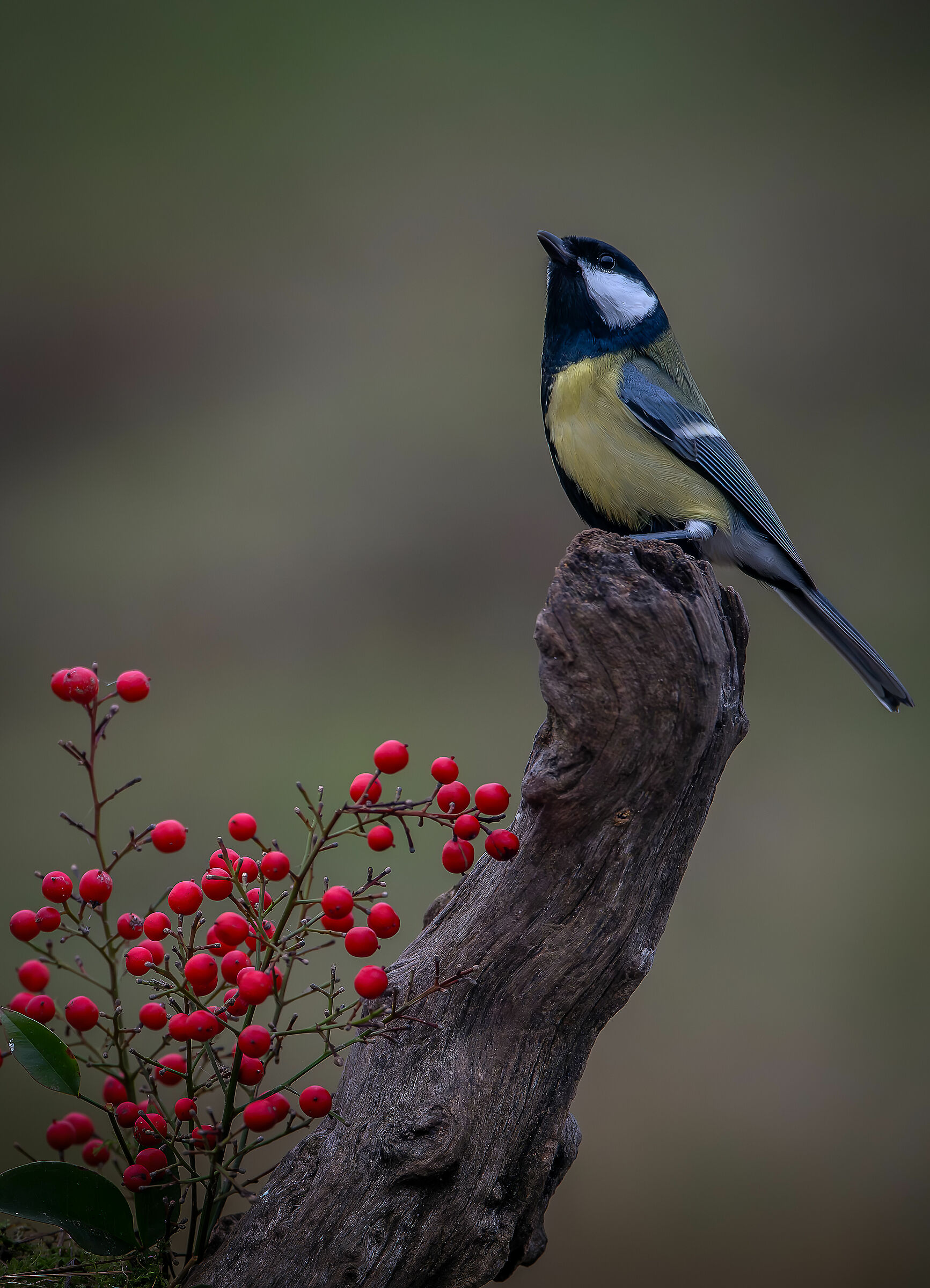 Great #capannocora Proud of Itself