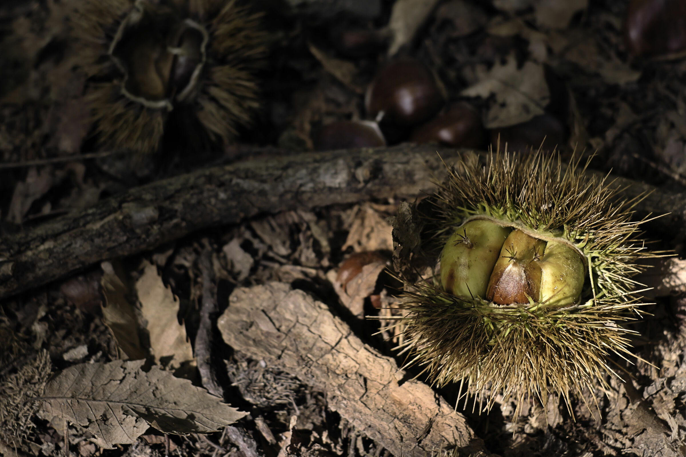 Chestnuts