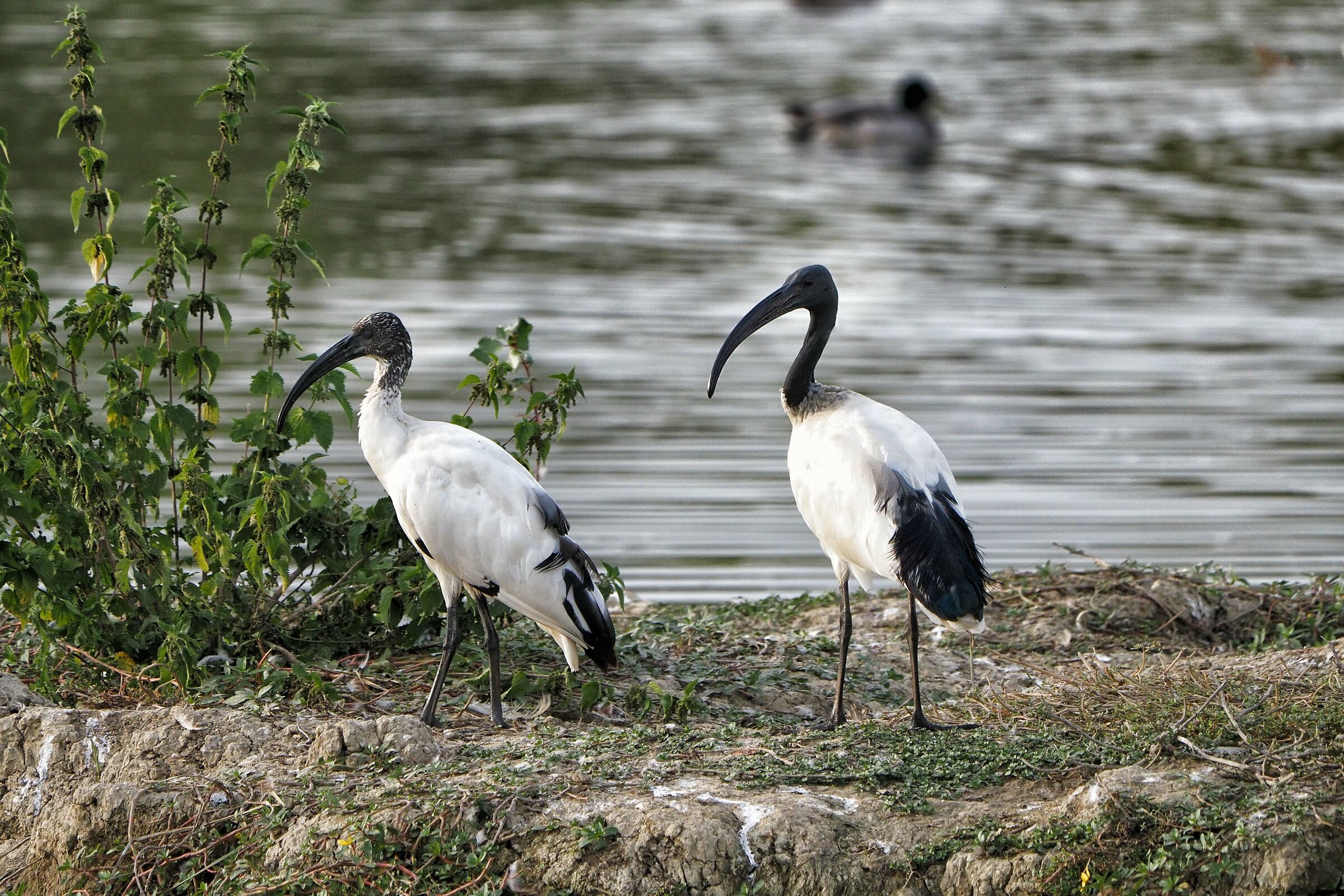 Sacred Ibis