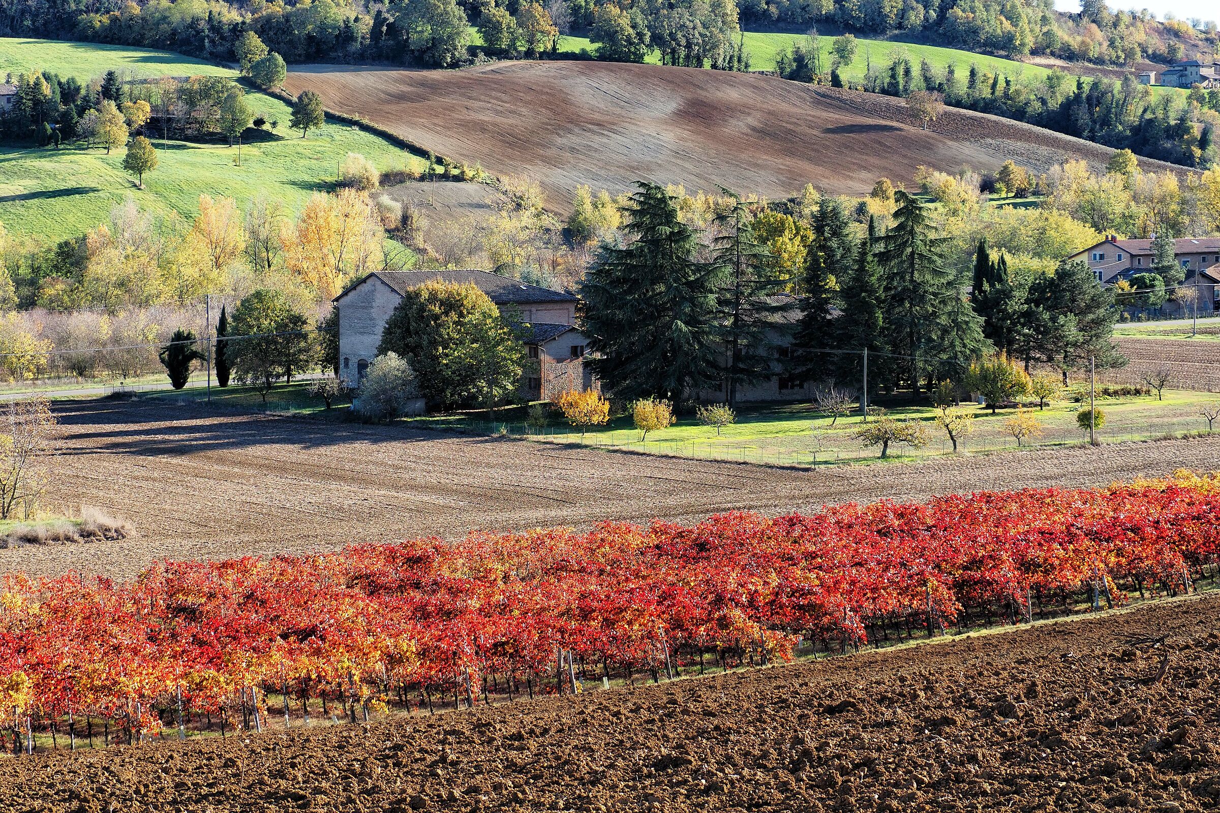 Hills of Castelvetro di Modena