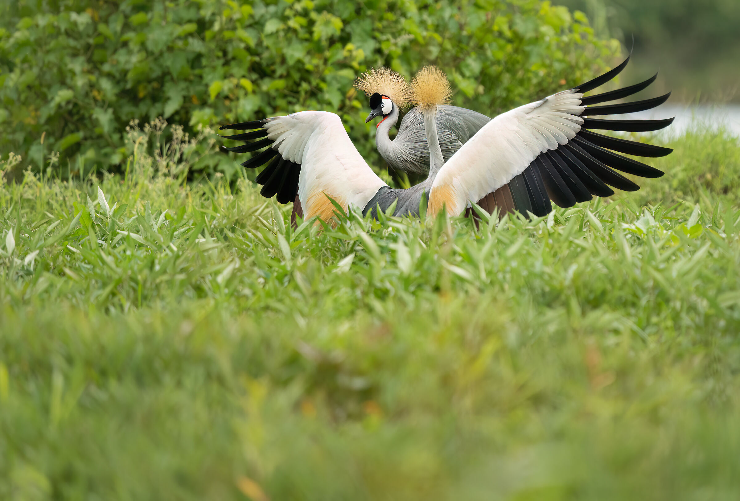 Crested crane