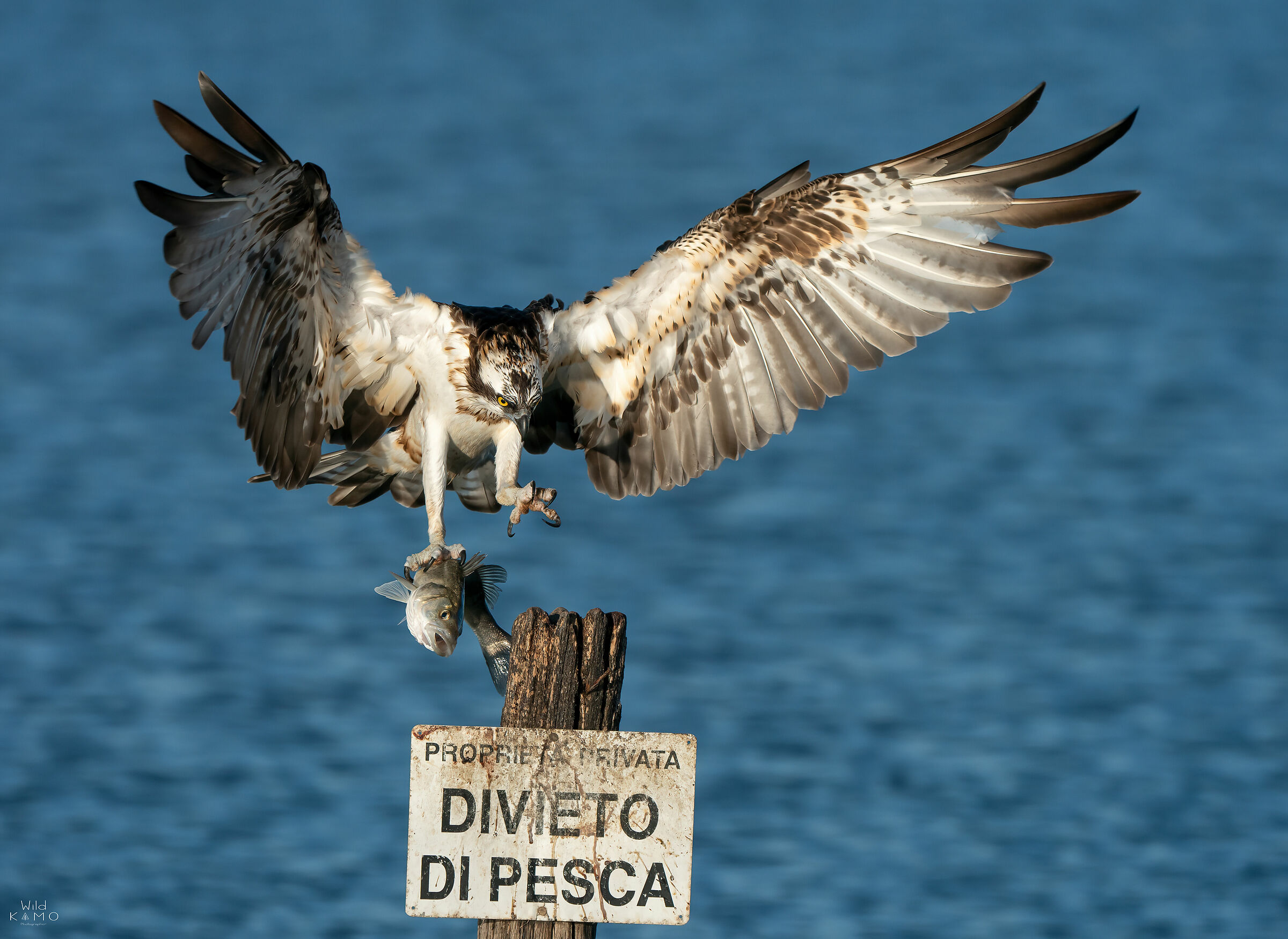 Falco Pescatore Con Preda